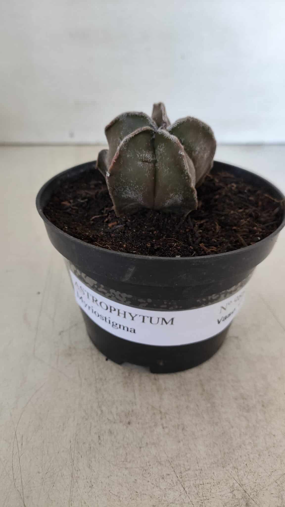 ASTROPHYTUM MYRIOSTIGMA Nº 988 – vaso 11