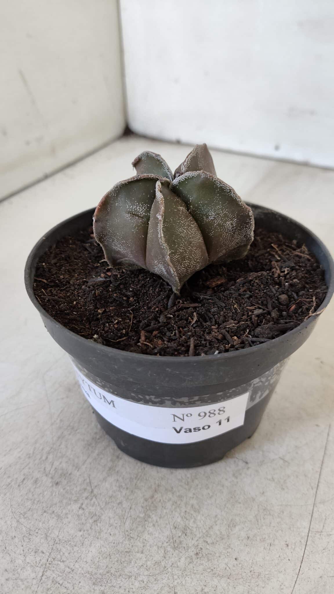 ASTROPHYTUM MYRIOSTIGMA Nº 988 – vaso 11