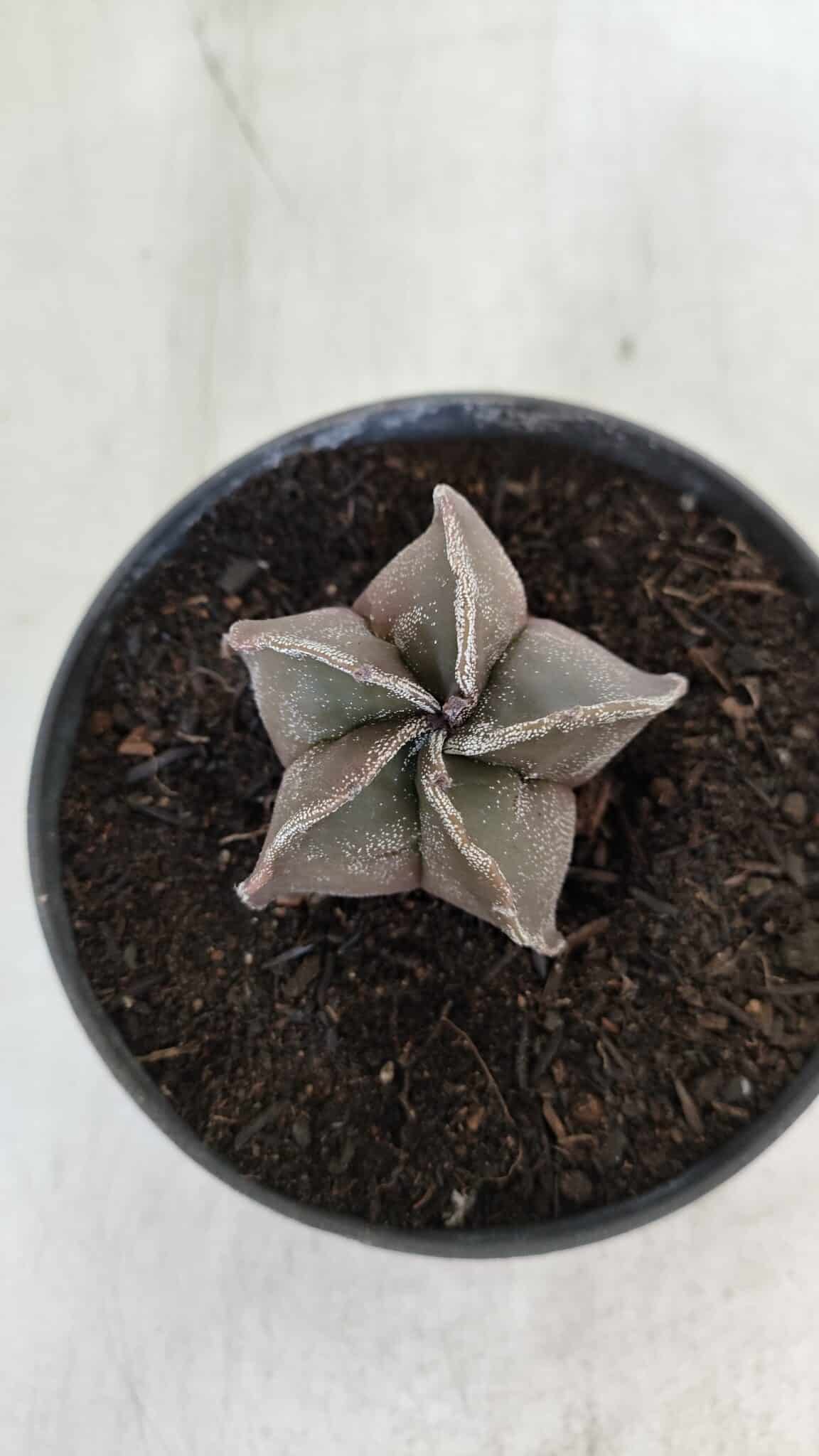 ASTROPHYTUM MYRIOSTIGMA Nº 988 – vaso 11