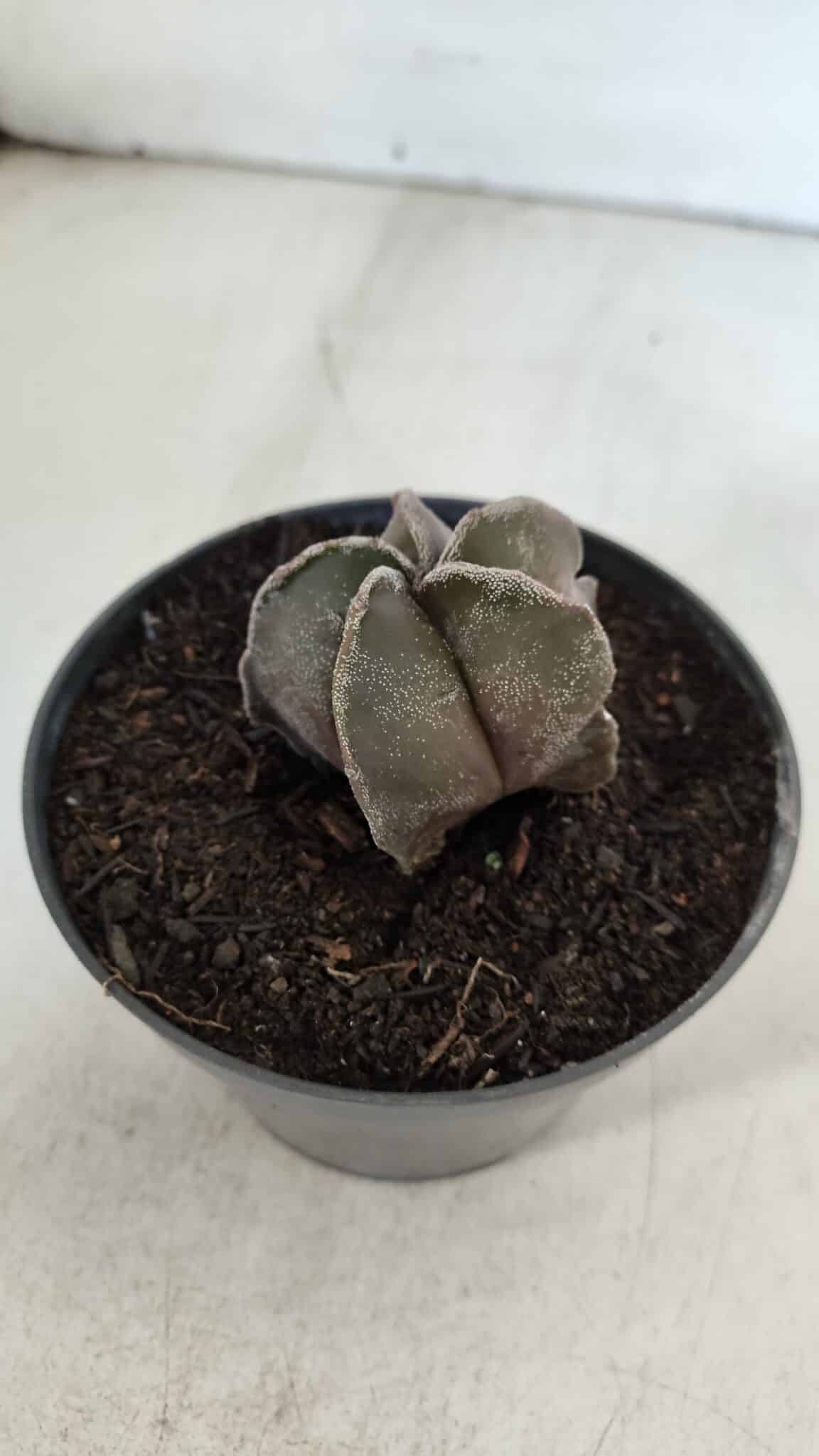 ASTROPHYTUM MYRIOSTIGMA Nº 988 – vaso 11
