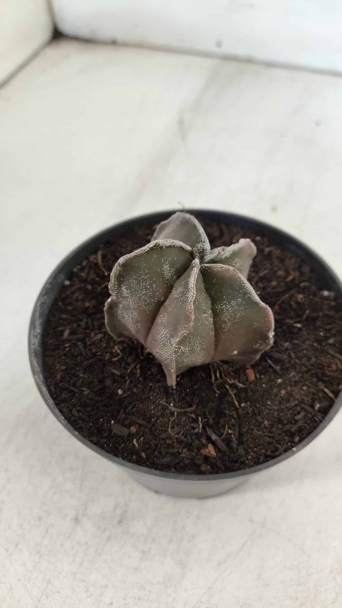 ASTROPHYTUM MYRIOSTIGMA Nº 988 – vaso 11