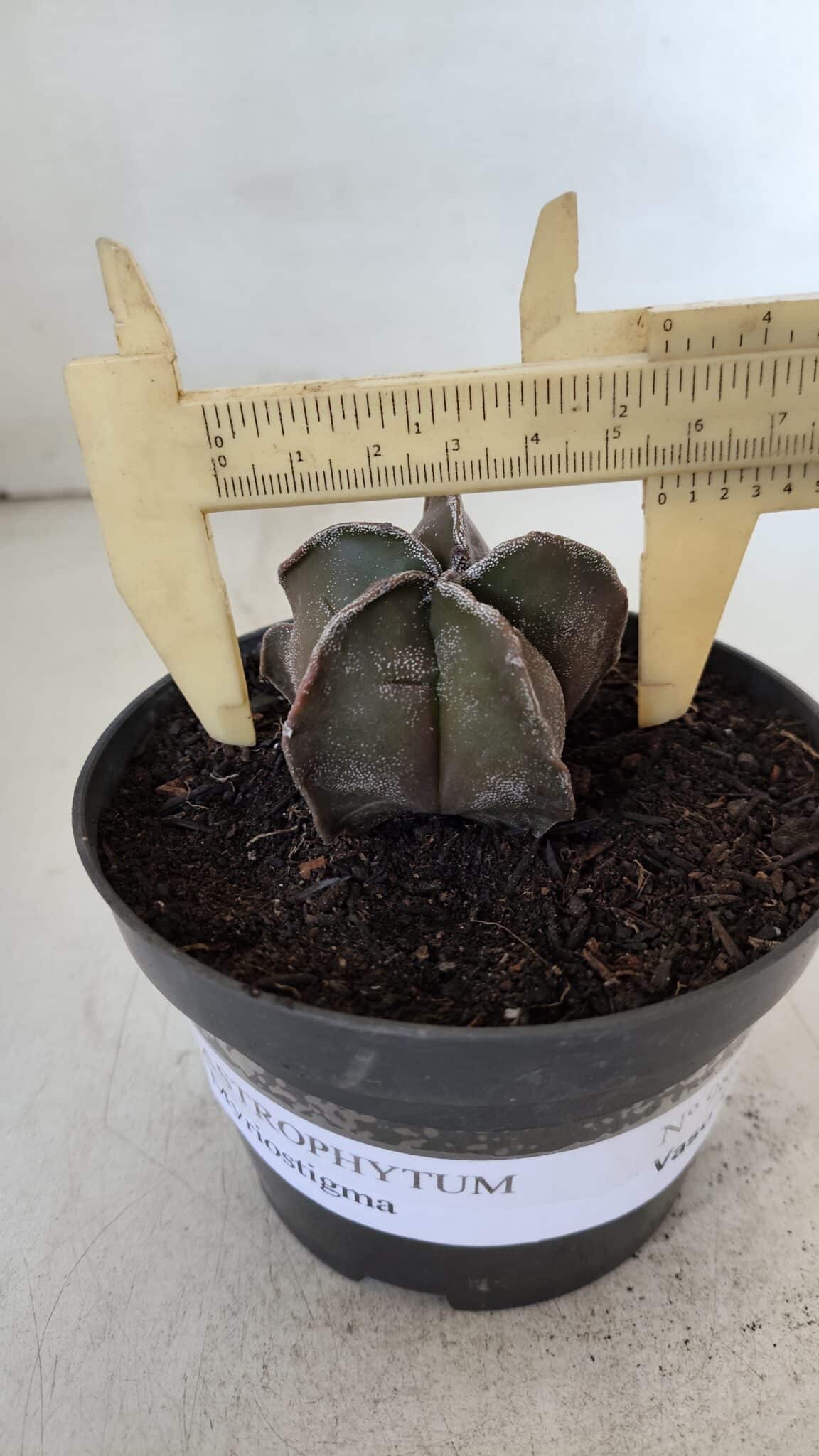 ASTROPHYTUM MYRIOSTIGMA Nº 988 – vaso 11