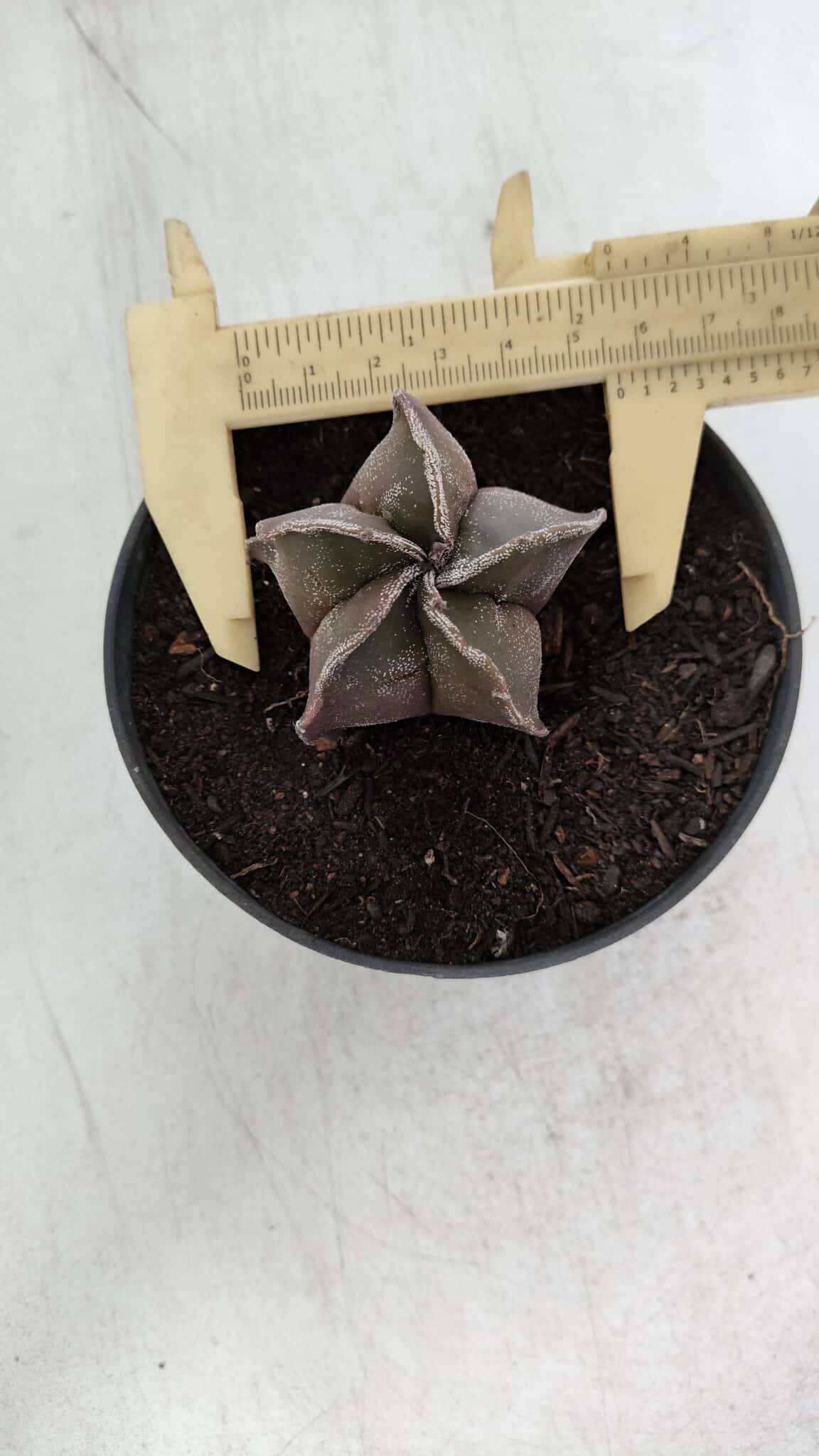 ASTROPHYTUM MYRIOSTIGMA Nº 988 – vaso 11