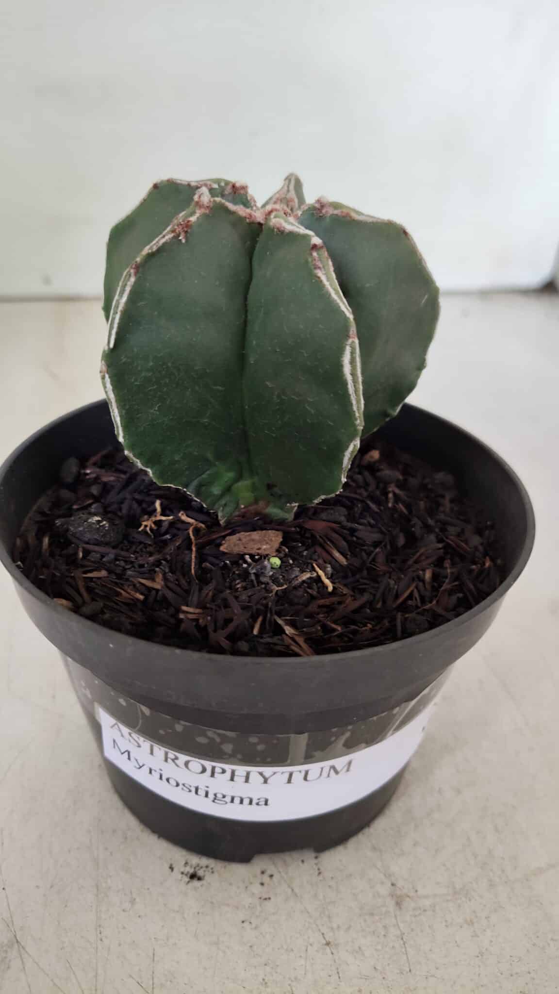 ASTROPHYTUM MYRIOSTIGMA Nº 989 – vaso 11