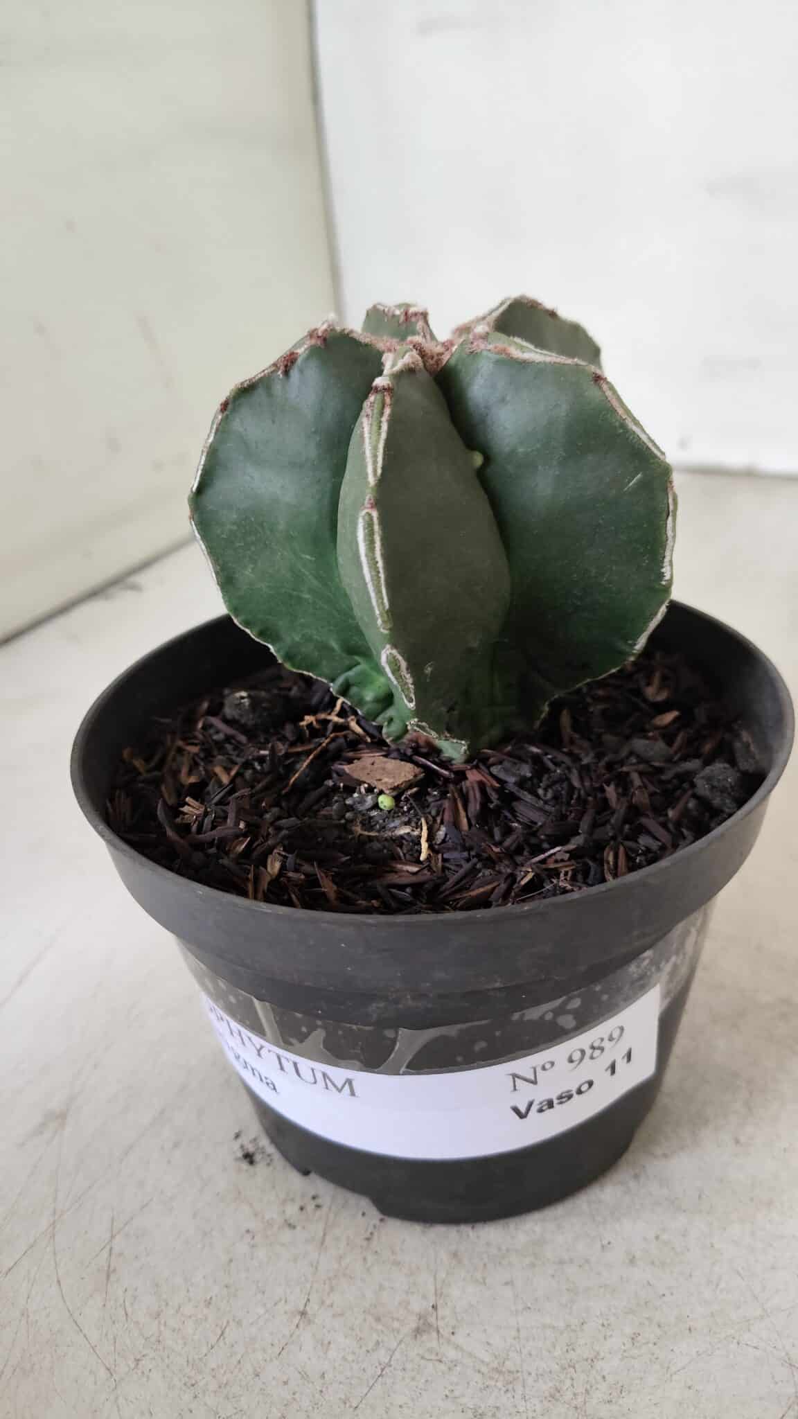 ASTROPHYTUM MYRIOSTIGMA Nº 989 – vaso 11