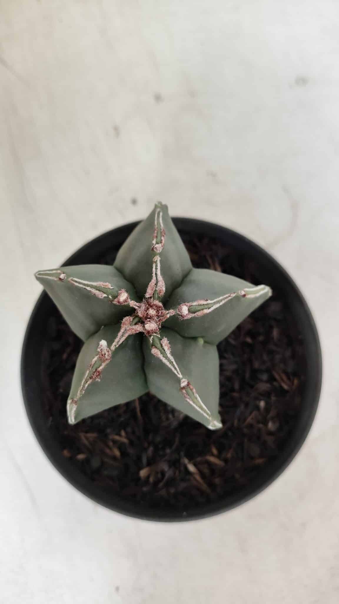 ASTROPHYTUM MYRIOSTIGMA Nº 989 – vaso 11
