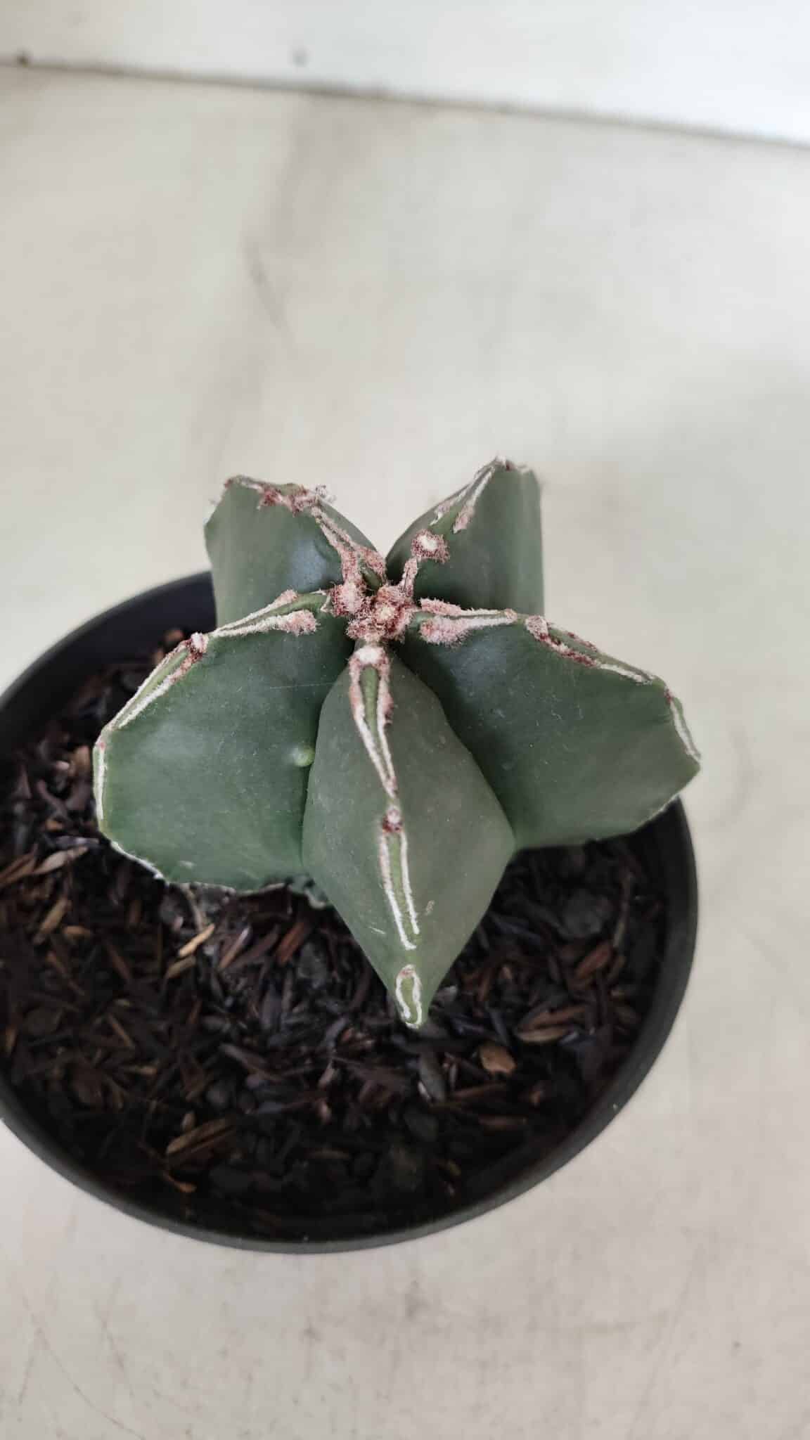 ASTROPHYTUM MYRIOSTIGMA Nº 989 – vaso 11