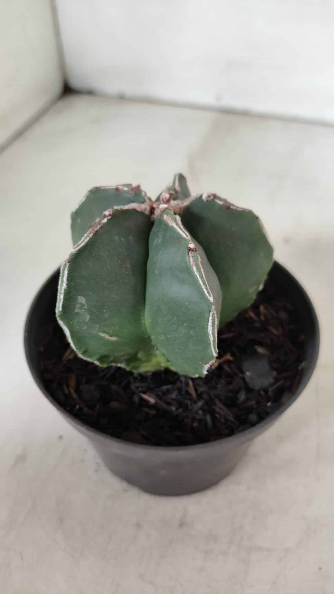 ASTROPHYTUM MYRIOSTIGMA Nº 989 – vaso 11
