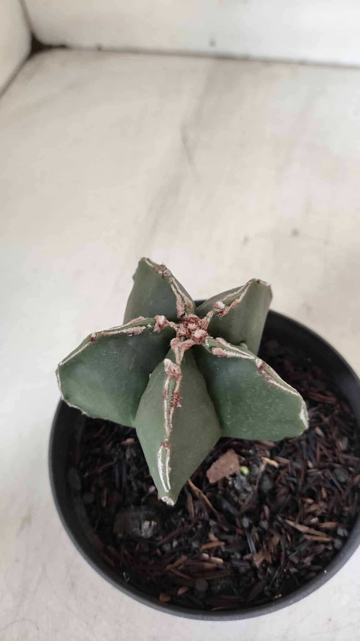 ASTROPHYTUM MYRIOSTIGMA Nº 989 – vaso 11