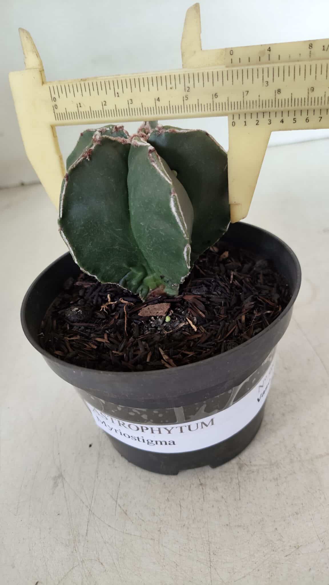 ASTROPHYTUM MYRIOSTIGMA Nº 989 – vaso 11