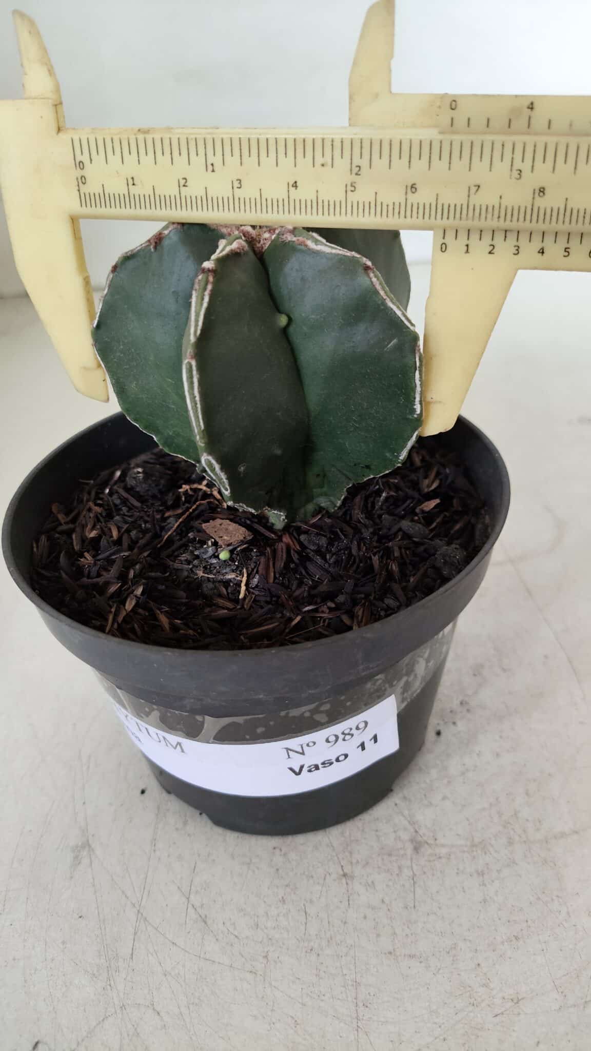 ASTROPHYTUM MYRIOSTIGMA Nº 989 – vaso 11
