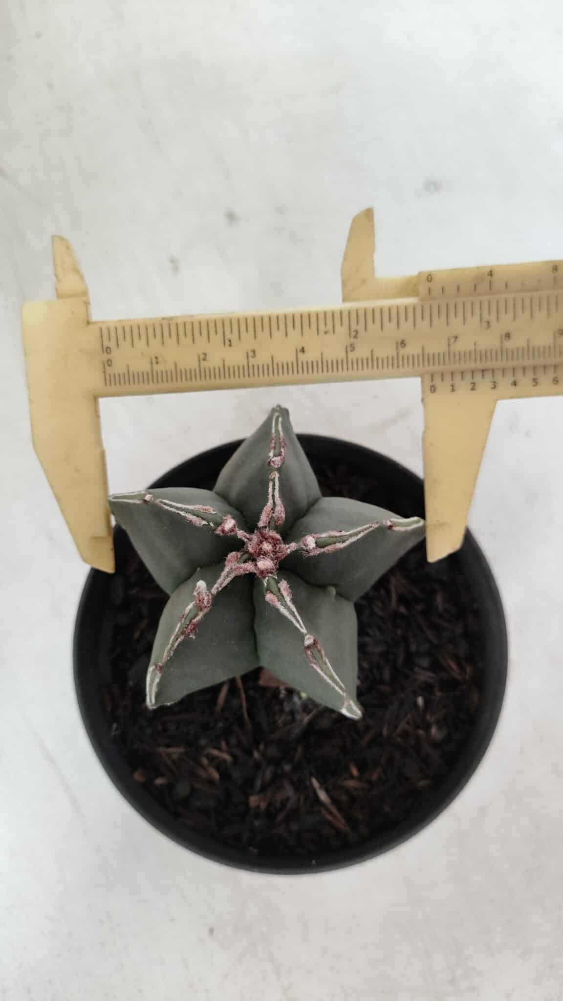 ASTROPHYTUM MYRIOSTIGMA Nº 989 – vaso 11