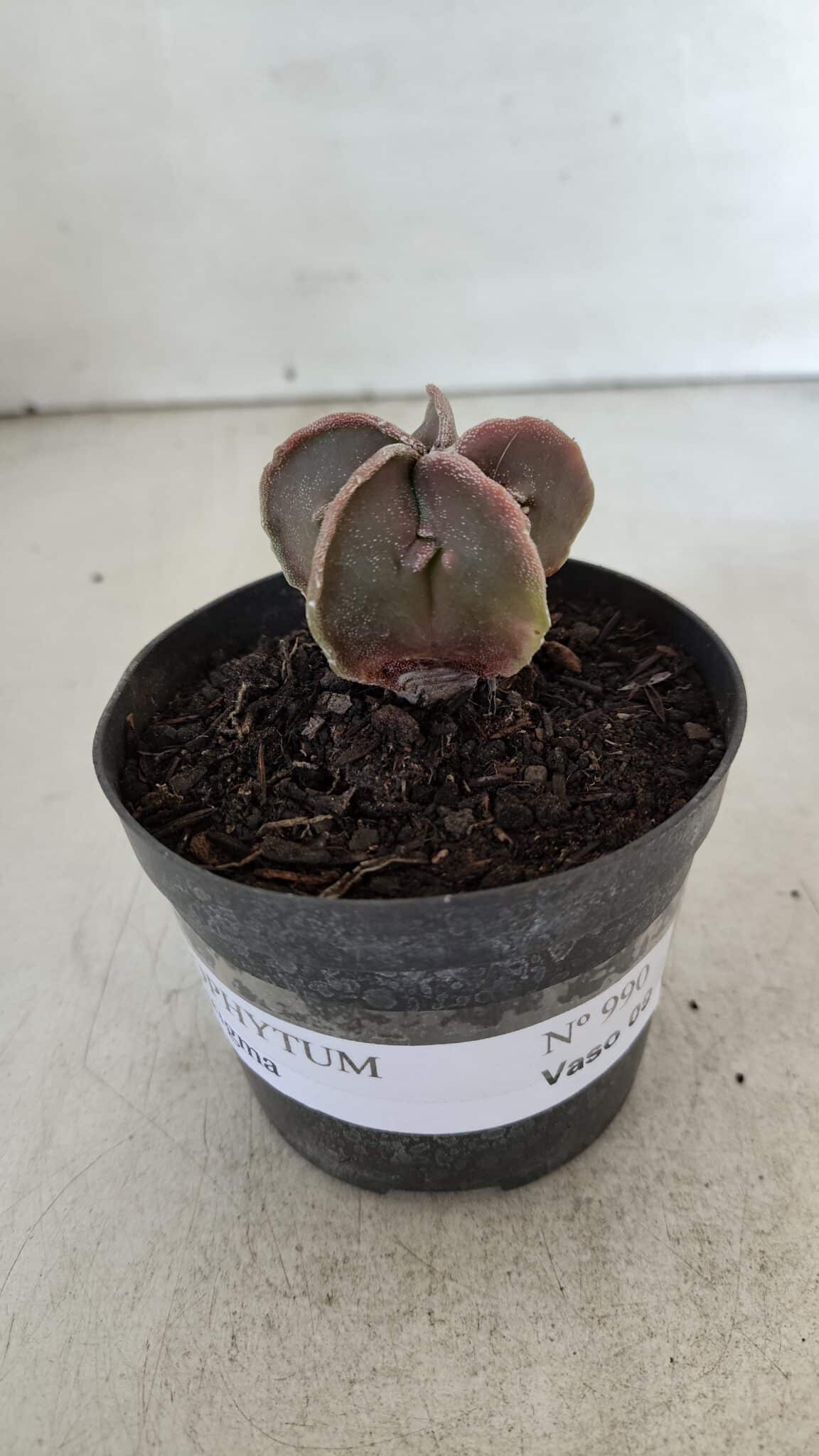 ASTROPHYTUM MYRIOSTIGMA Nº 990 – vaso 09