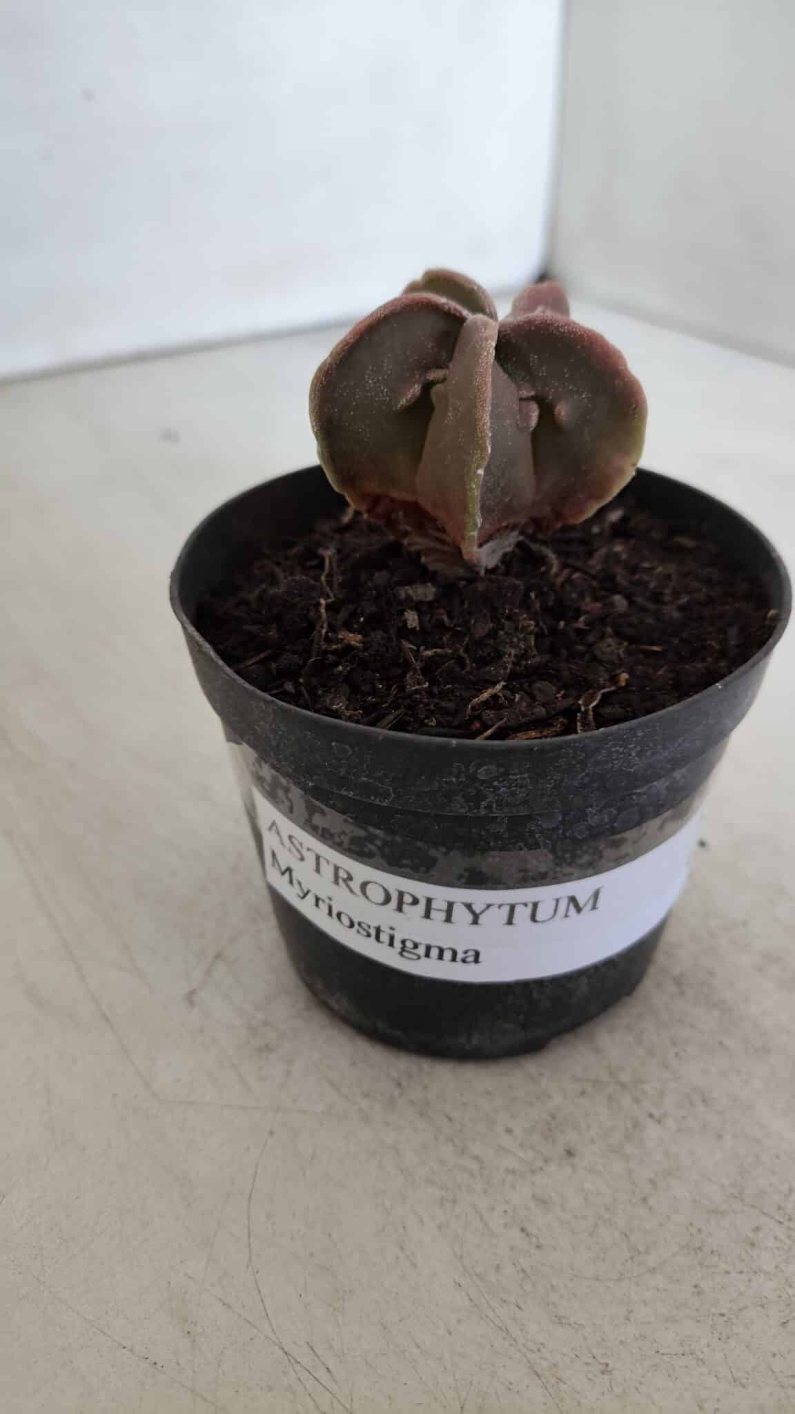 ASTROPHYTUM MYRIOSTIGMA Nº 990 – vaso 09