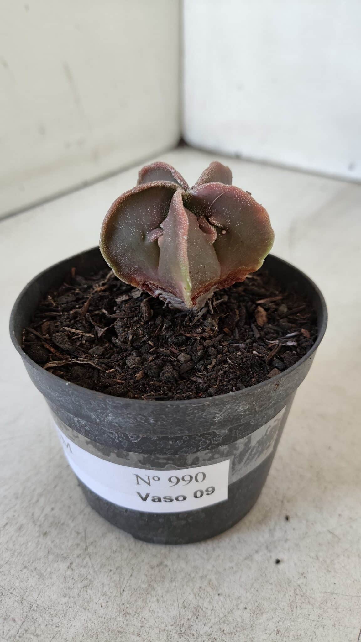 ASTROPHYTUM MYRIOSTIGMA Nº 990 – vaso 09