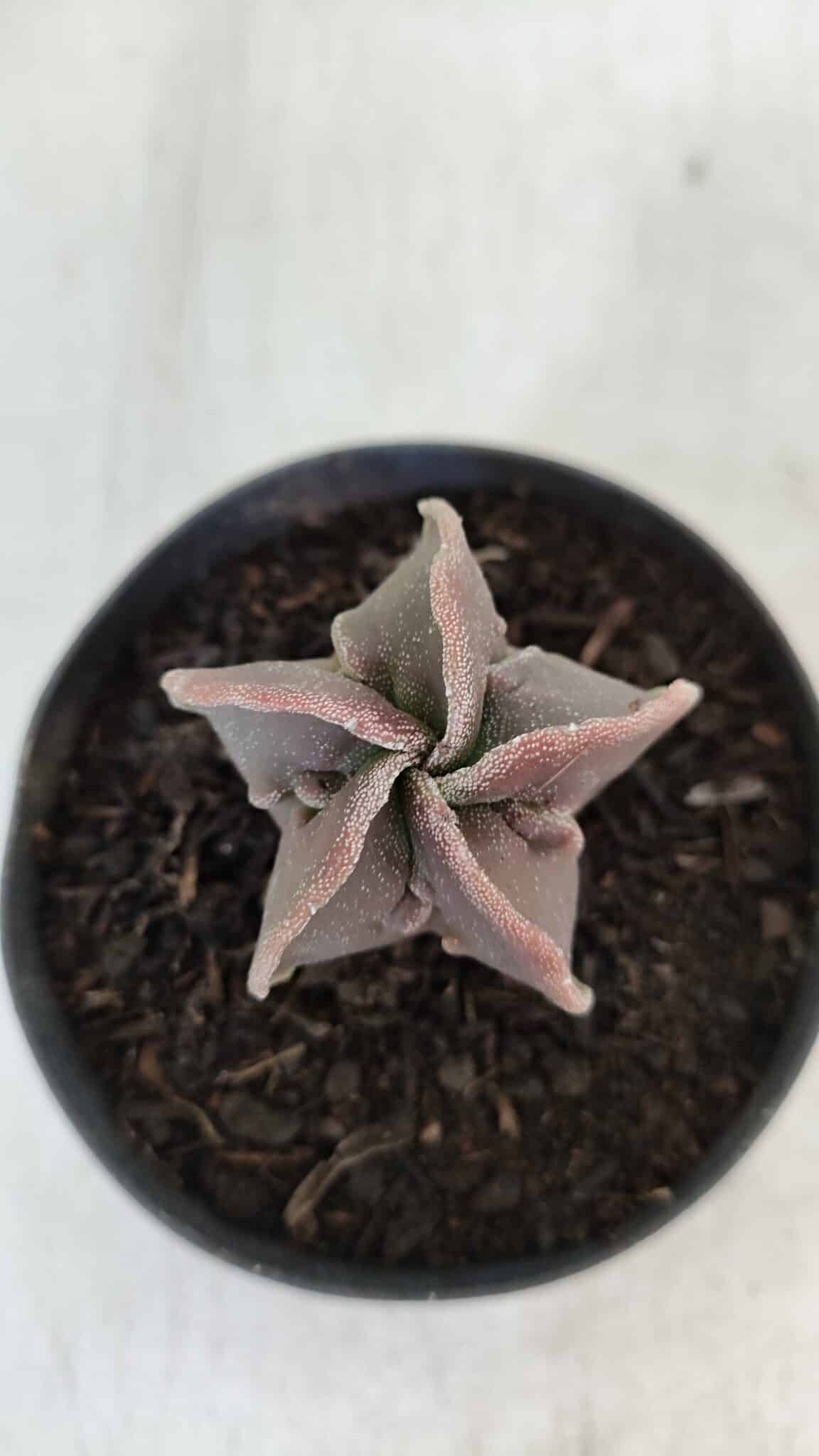 ASTROPHYTUM MYRIOSTIGMA Nº 990 – vaso 09