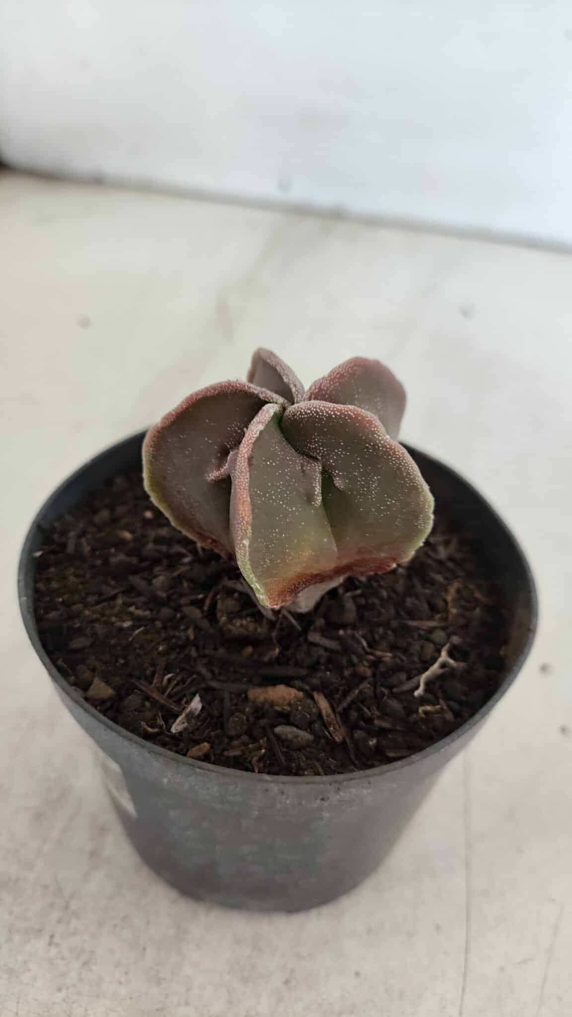 ASTROPHYTUM MYRIOSTIGMA Nº 990 – vaso 09