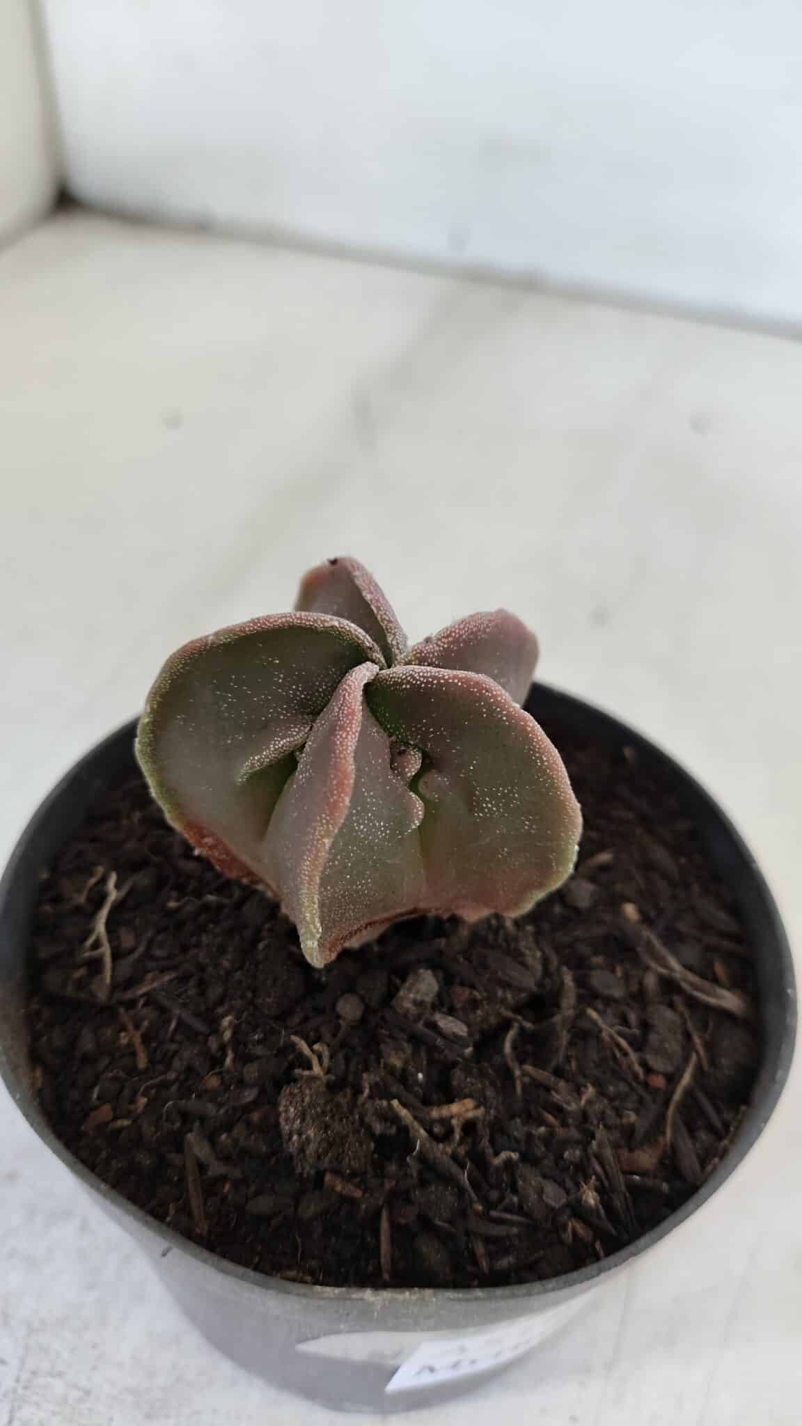 ASTROPHYTUM MYRIOSTIGMA Nº 990 – vaso 09