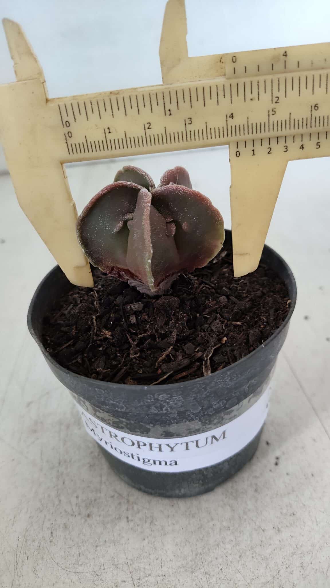 ASTROPHYTUM MYRIOSTIGMA Nº 990 – vaso 09