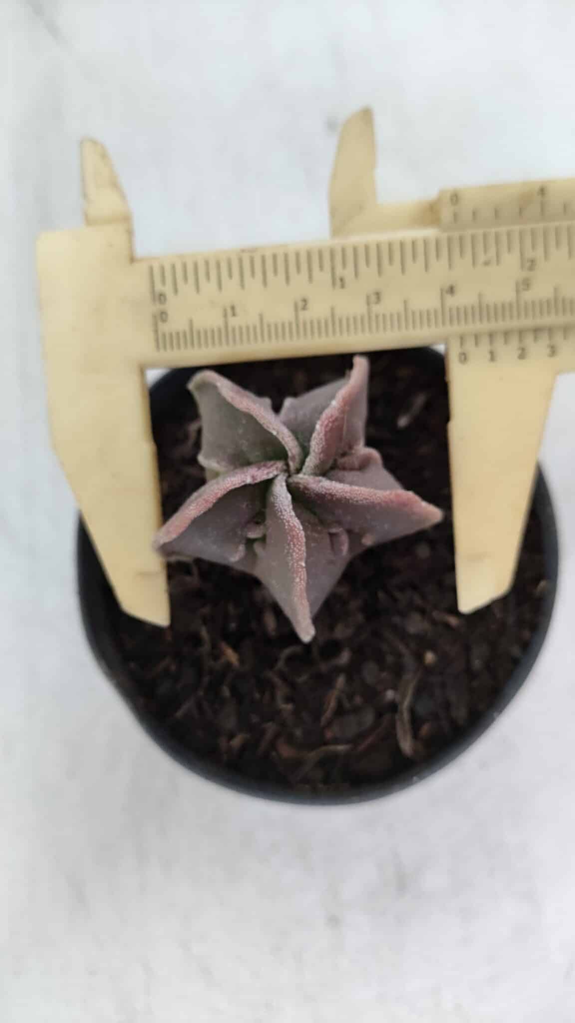 ASTROPHYTUM MYRIOSTIGMA Nº 990 – vaso 09