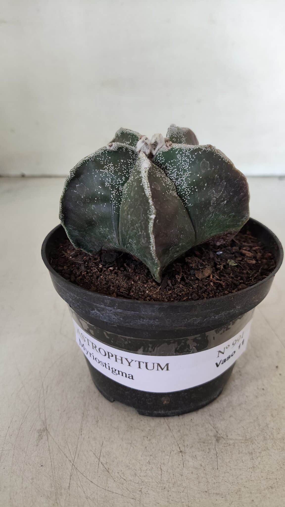 ASTROPHYTUM MYRIOSTIGMA Nº 991 – vaso 11