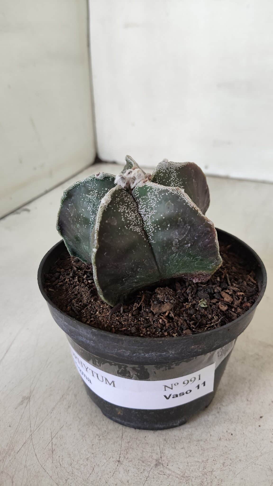 ASTROPHYTUM MYRIOSTIGMA Nº 991 – vaso 11