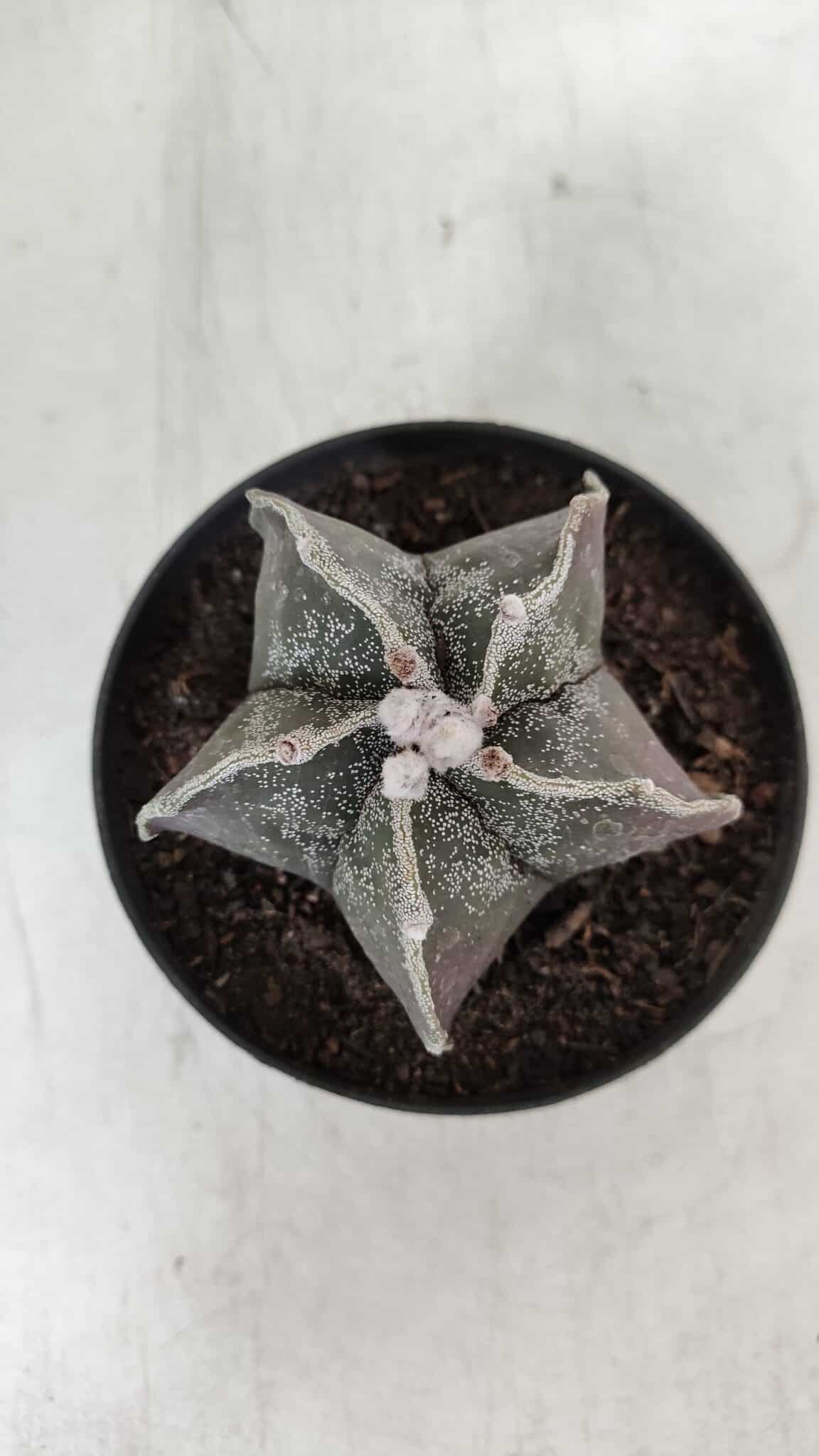 ASTROPHYTUM MYRIOSTIGMA Nº 991 – vaso 11