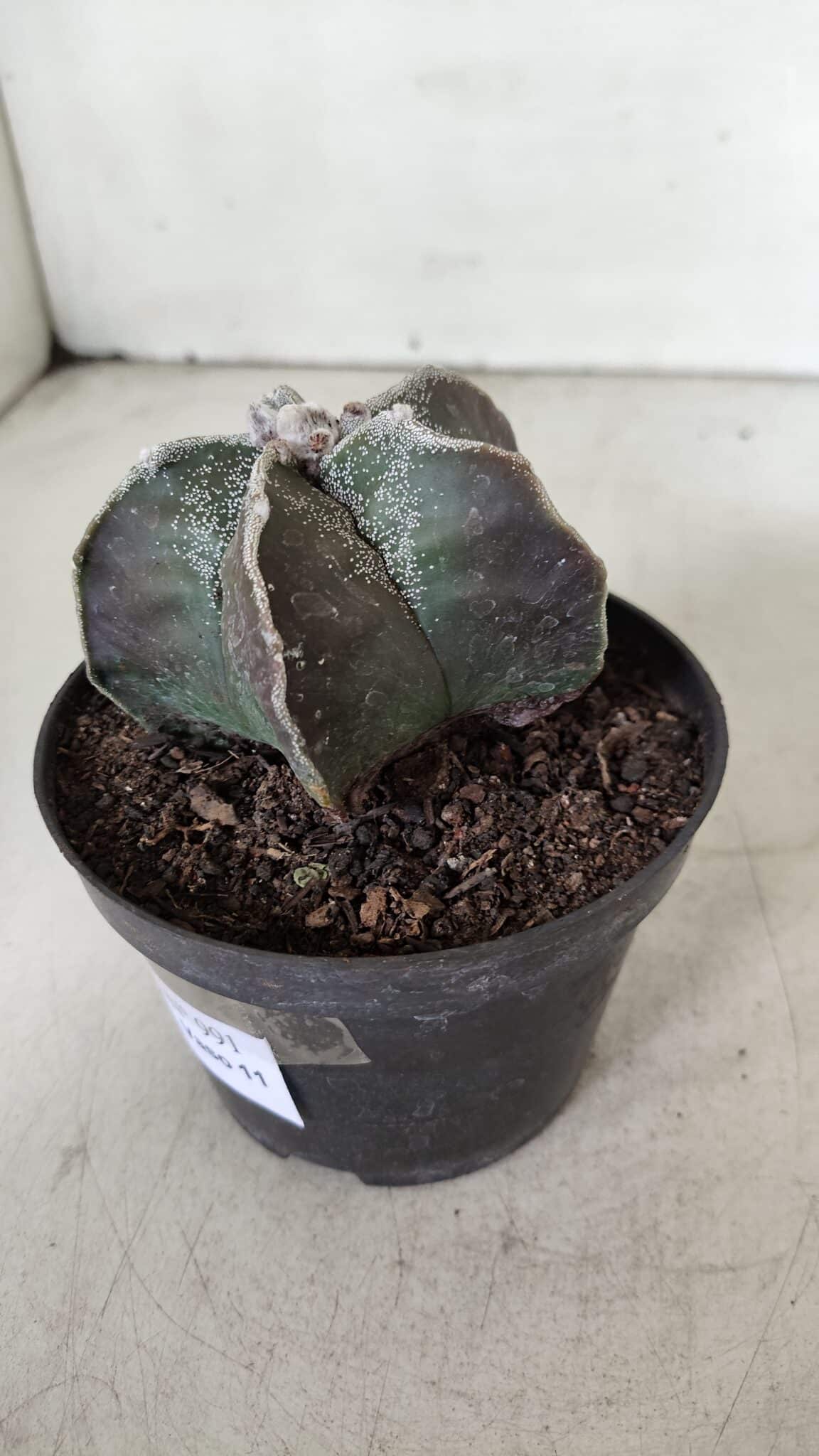 ASTROPHYTUM MYRIOSTIGMA Nº 991 – vaso 11