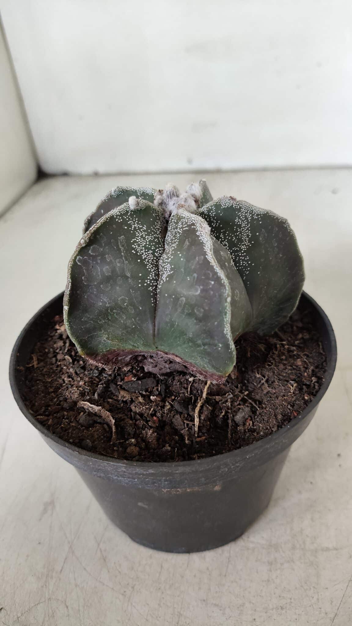 ASTROPHYTUM MYRIOSTIGMA Nº 991 – vaso 11