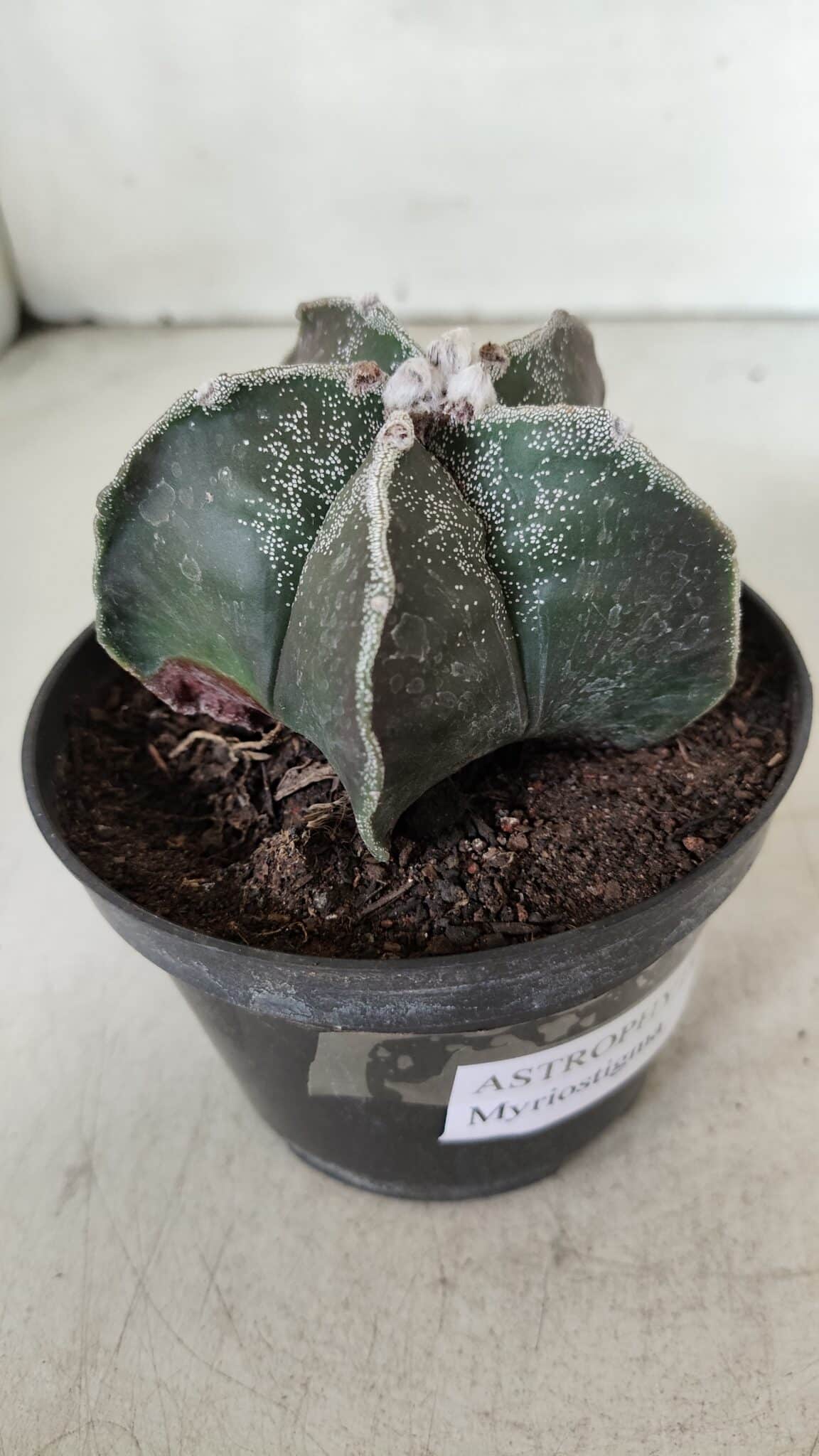 ASTROPHYTUM MYRIOSTIGMA Nº 991 – vaso 11