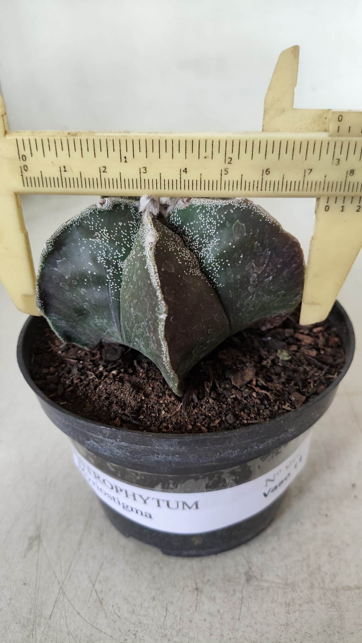 ASTROPHYTUM MYRIOSTIGMA Nº 991 – vaso 11