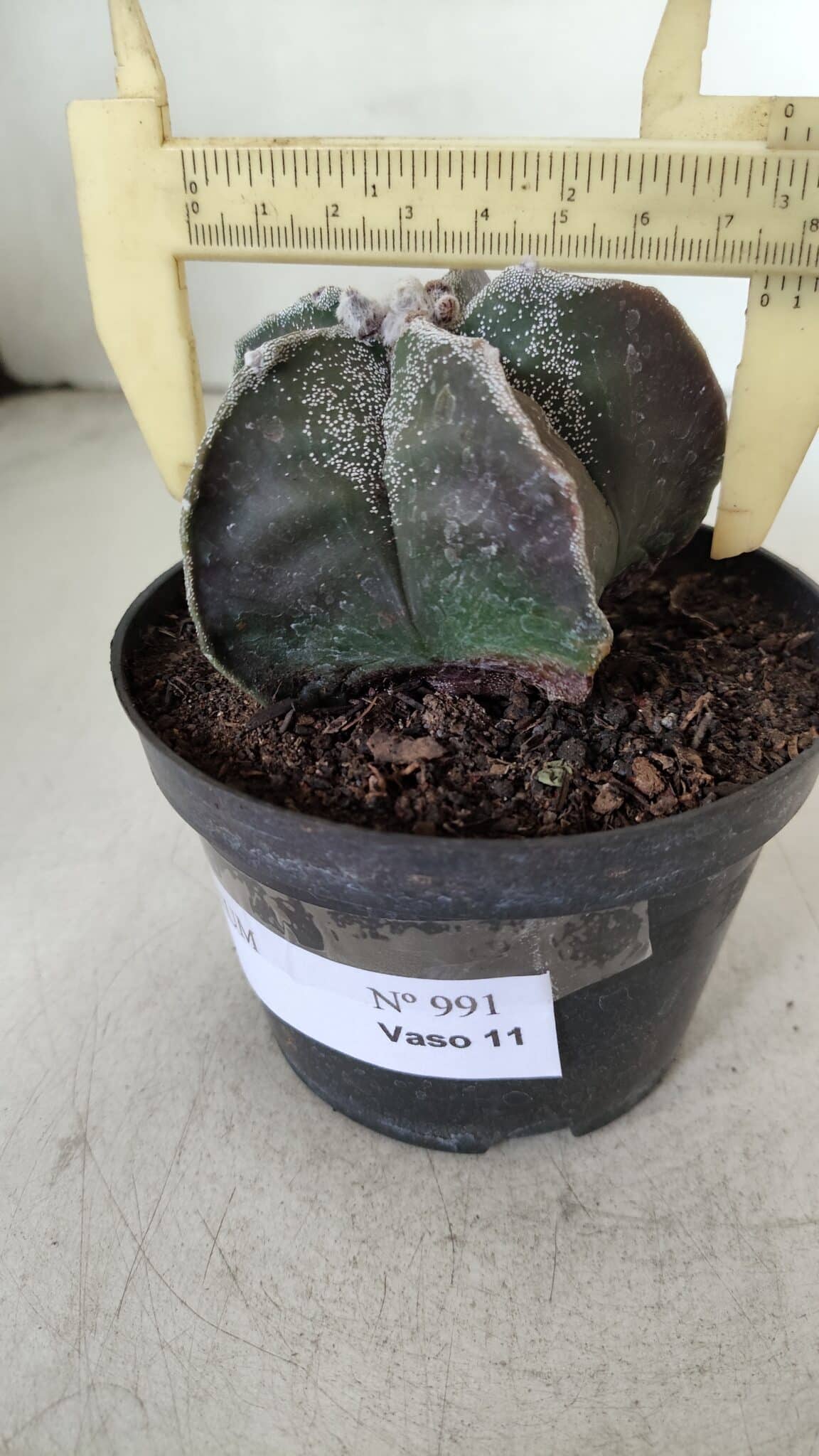 ASTROPHYTUM MYRIOSTIGMA Nº 991 – vaso 11