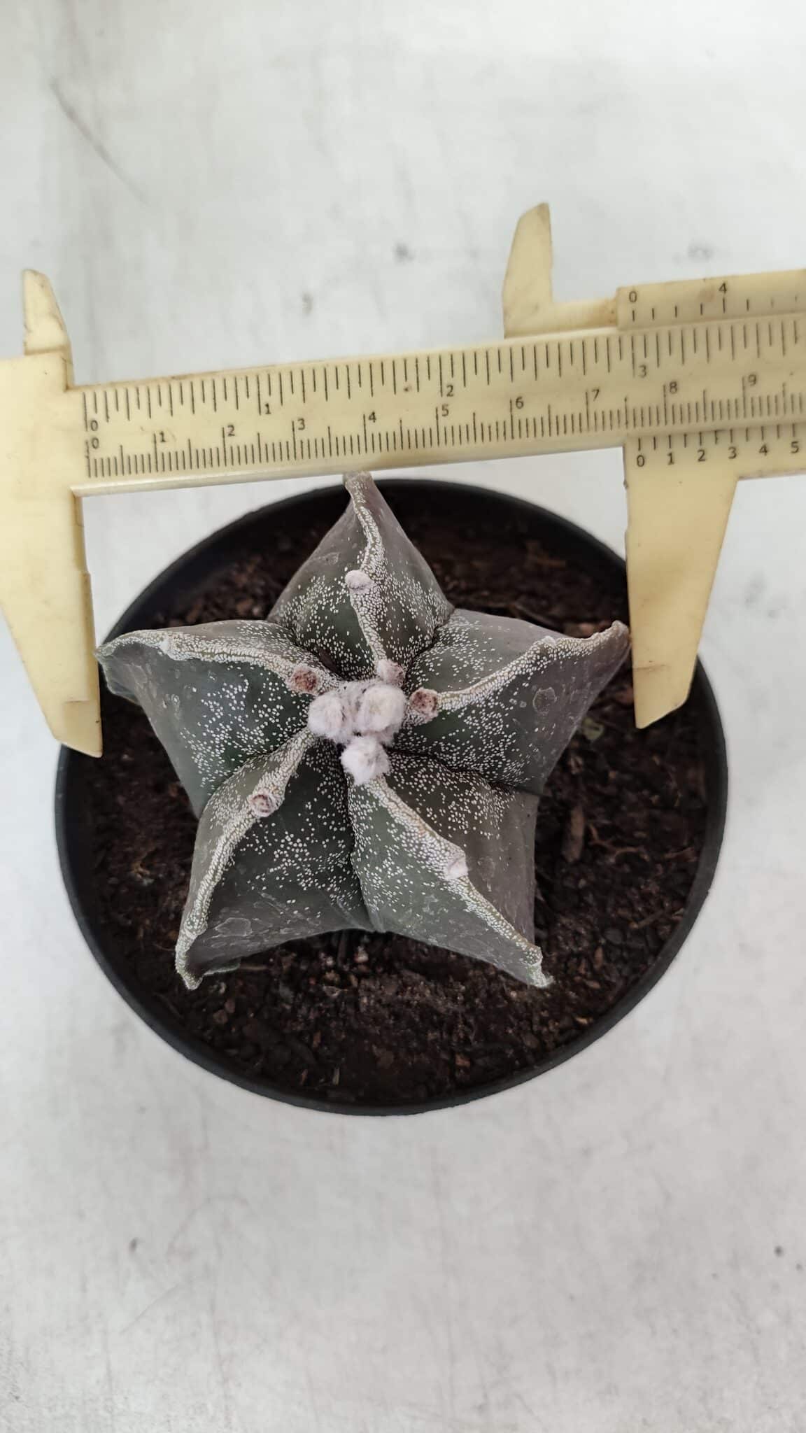 ASTROPHYTUM MYRIOSTIGMA Nº 991 – vaso 11