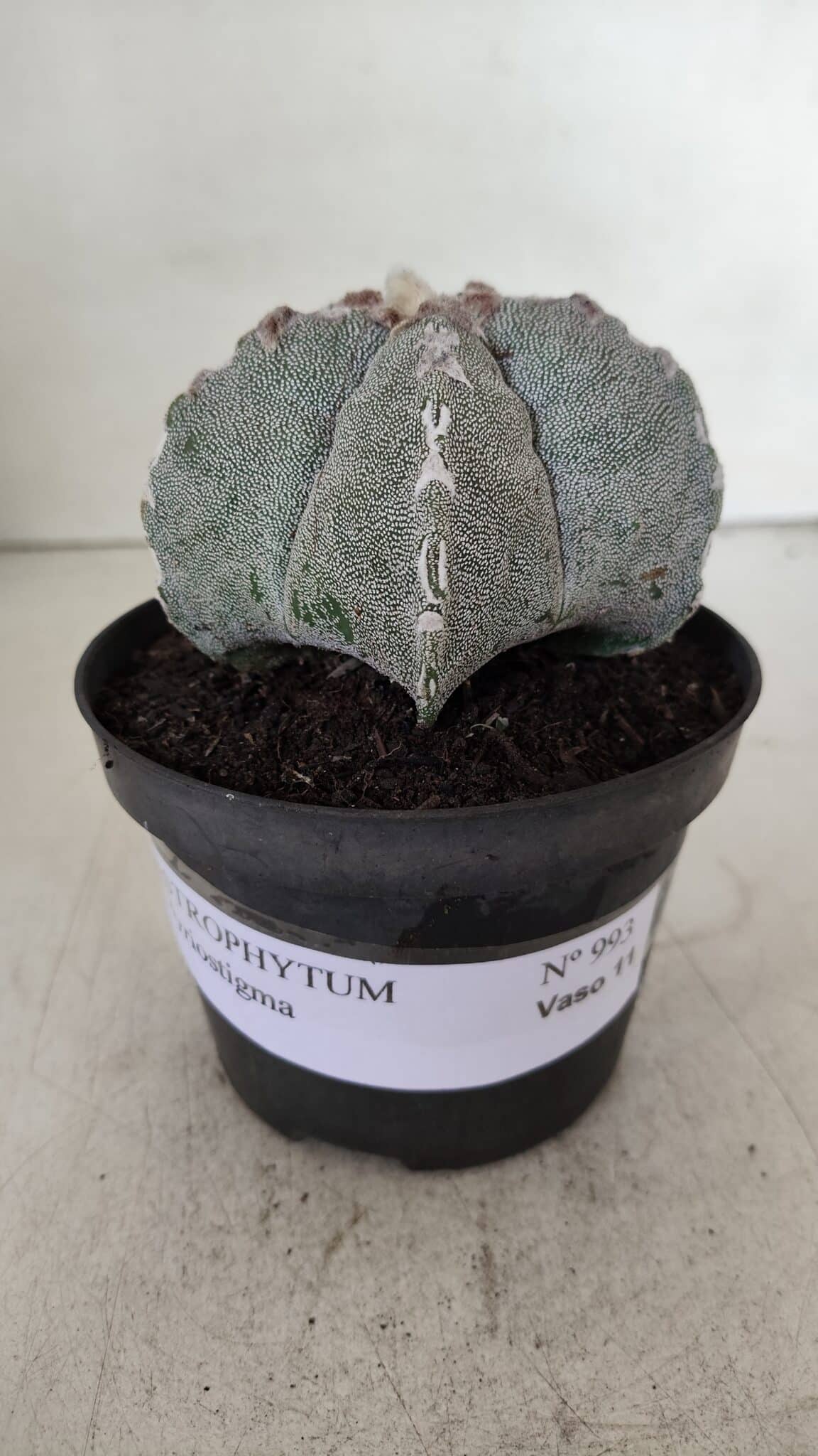 ASTROPHYTUM MYRIOSTIGMA Nº 993 – vaso 11