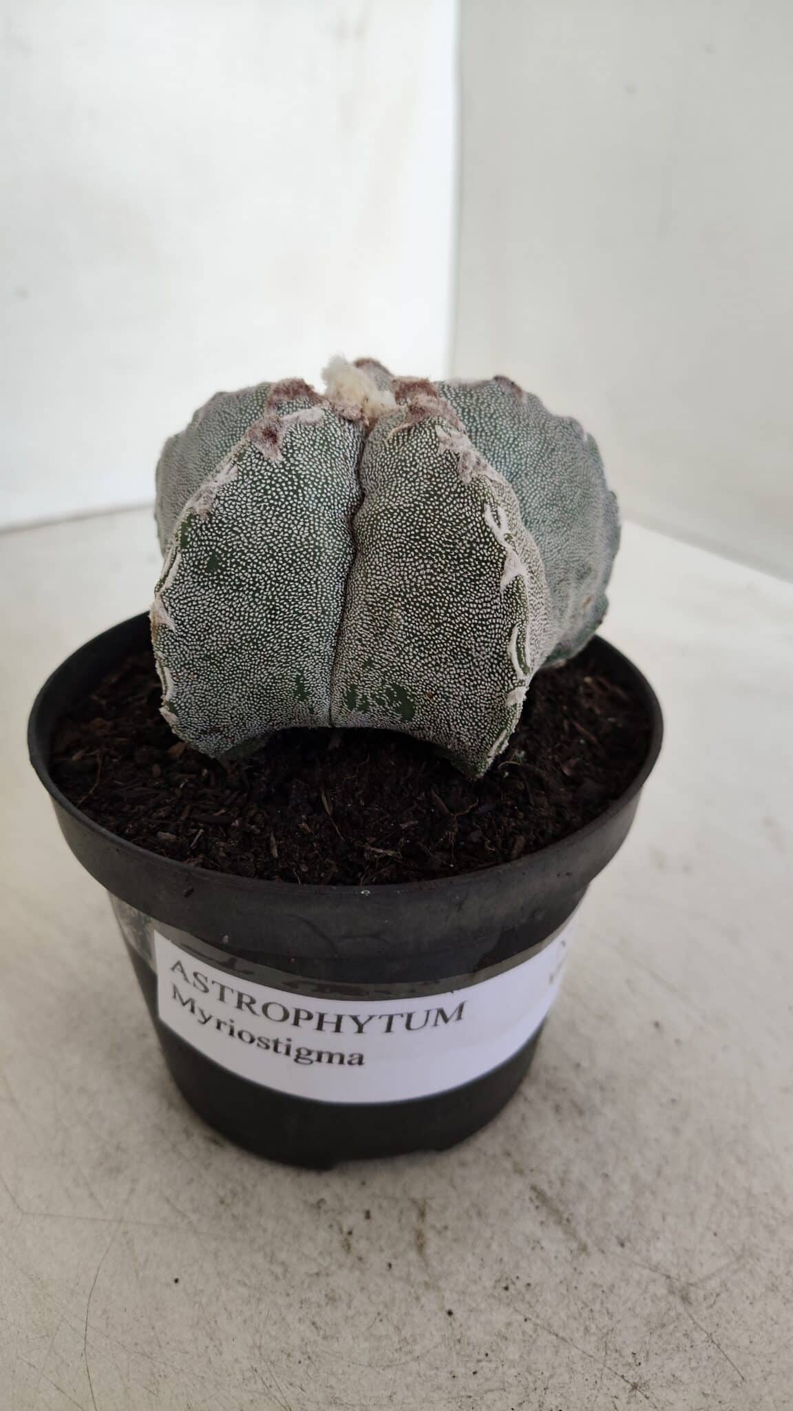 ASTROPHYTUM MYRIOSTIGMA Nº 993 – vaso 11