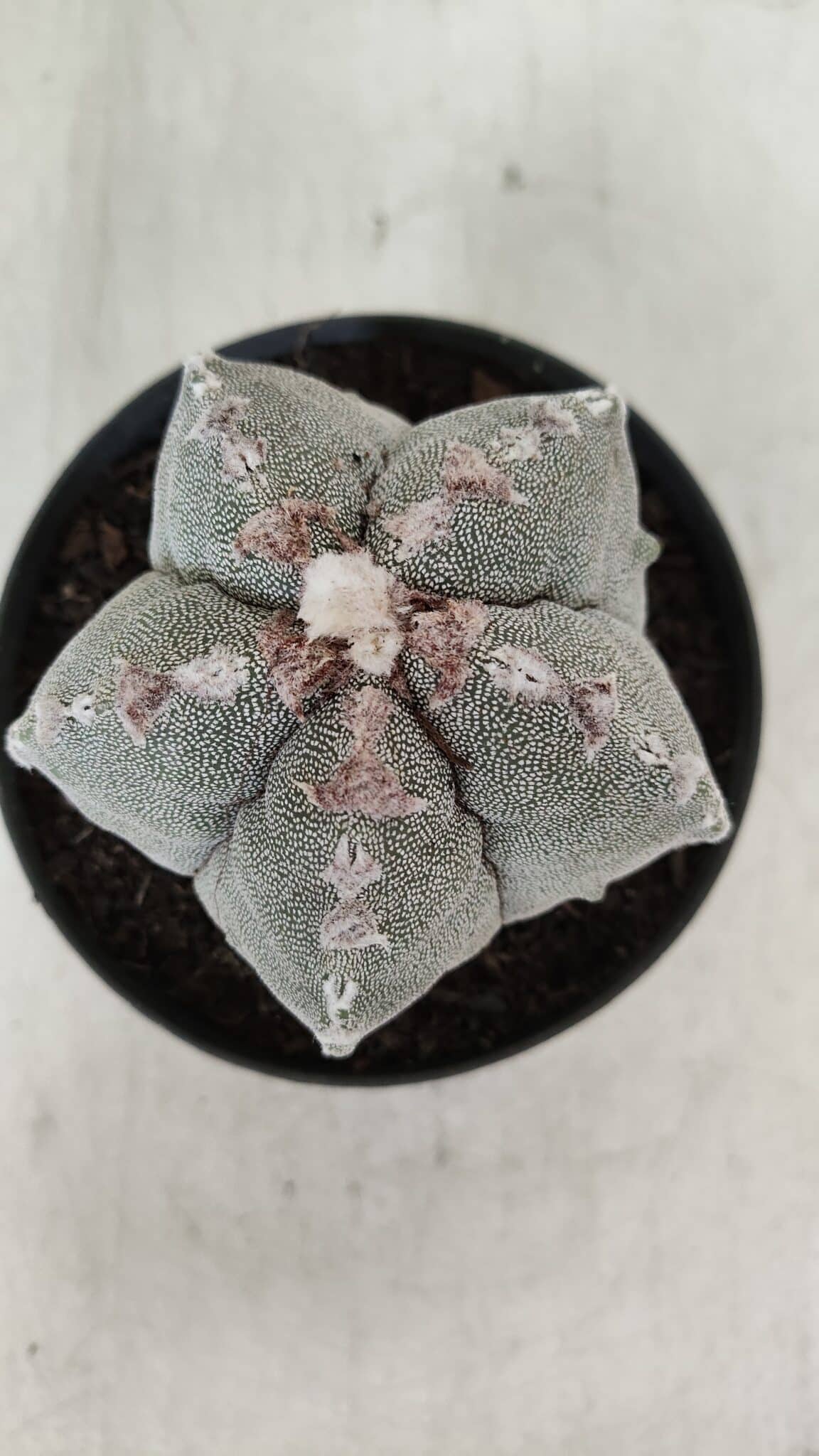 ASTROPHYTUM MYRIOSTIGMA Nº 993 – vaso 11