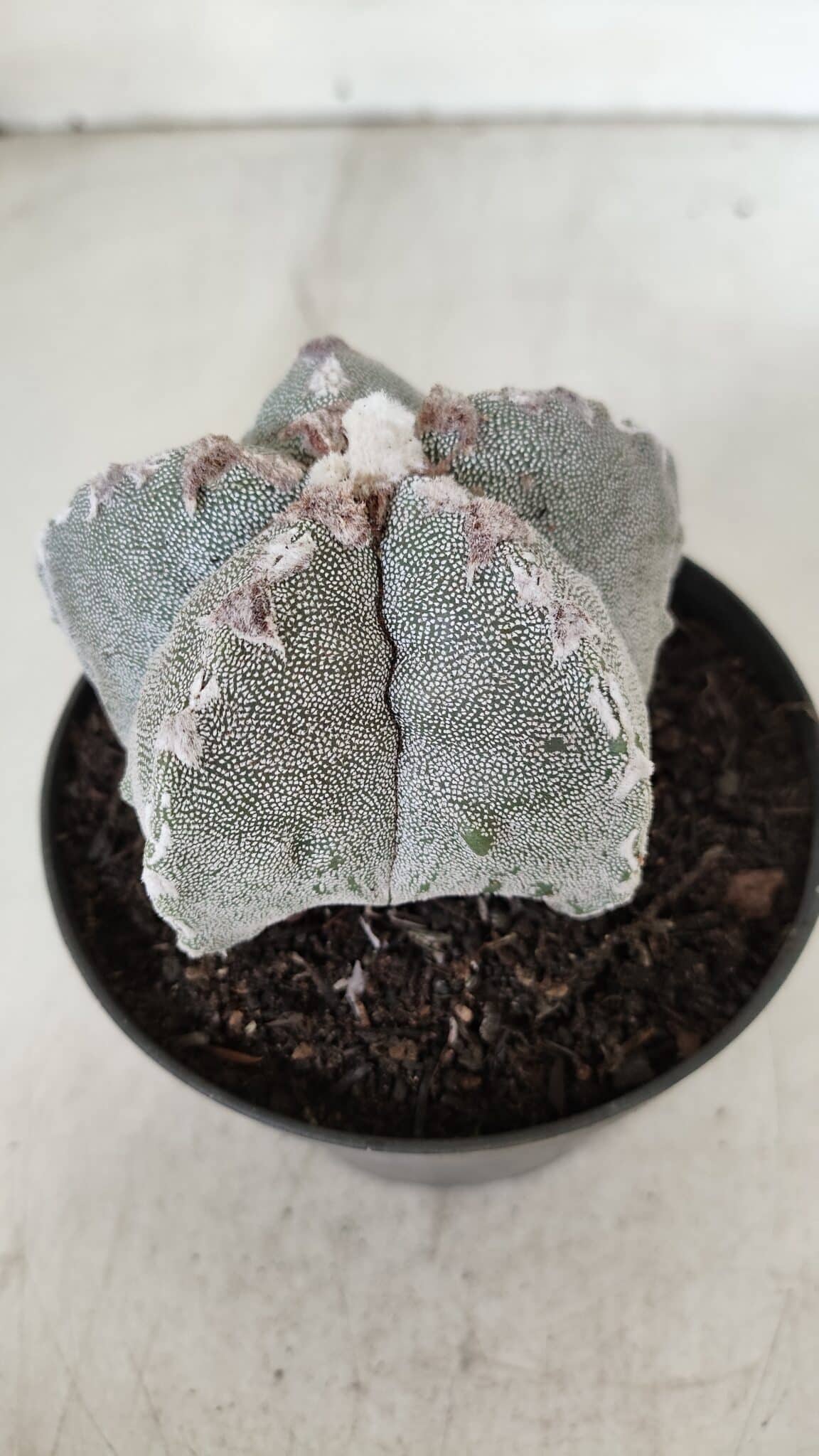 ASTROPHYTUM MYRIOSTIGMA Nº 993 – vaso 11