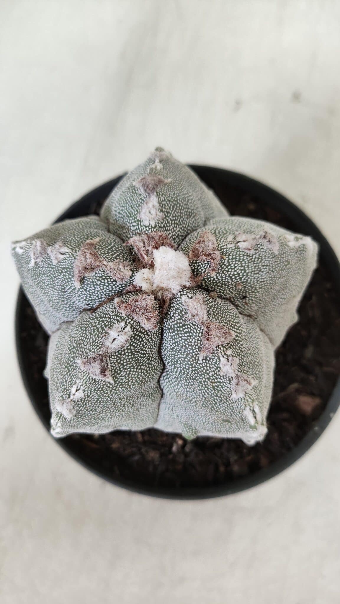 ASTROPHYTUM MYRIOSTIGMA Nº 993 – vaso 11