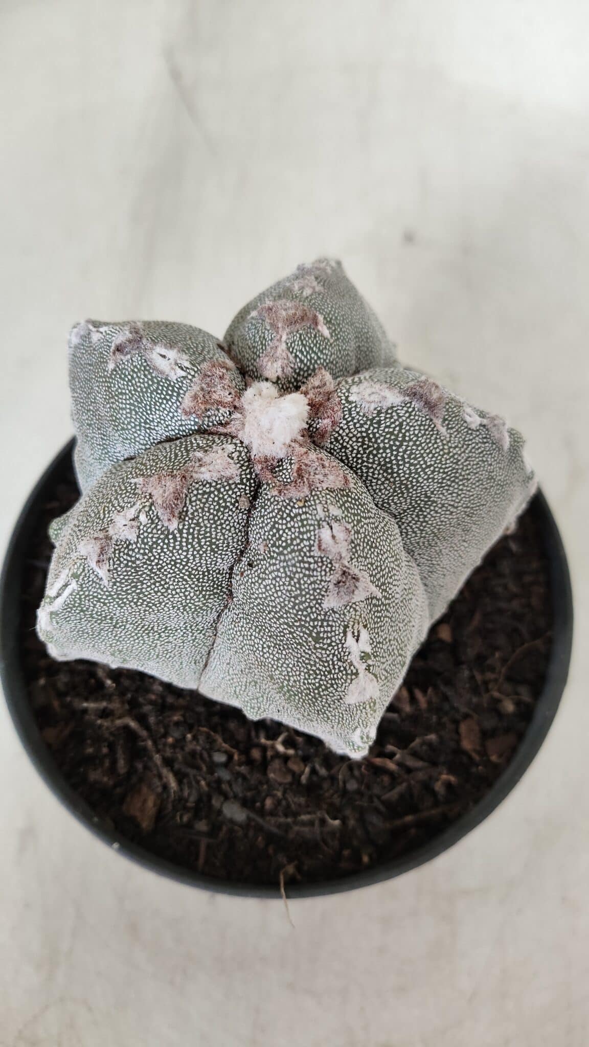 ASTROPHYTUM MYRIOSTIGMA Nº 993 – vaso 11