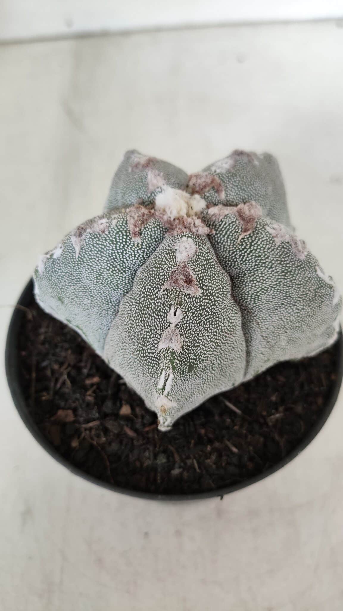 ASTROPHYTUM MYRIOSTIGMA Nº 993 – vaso 11