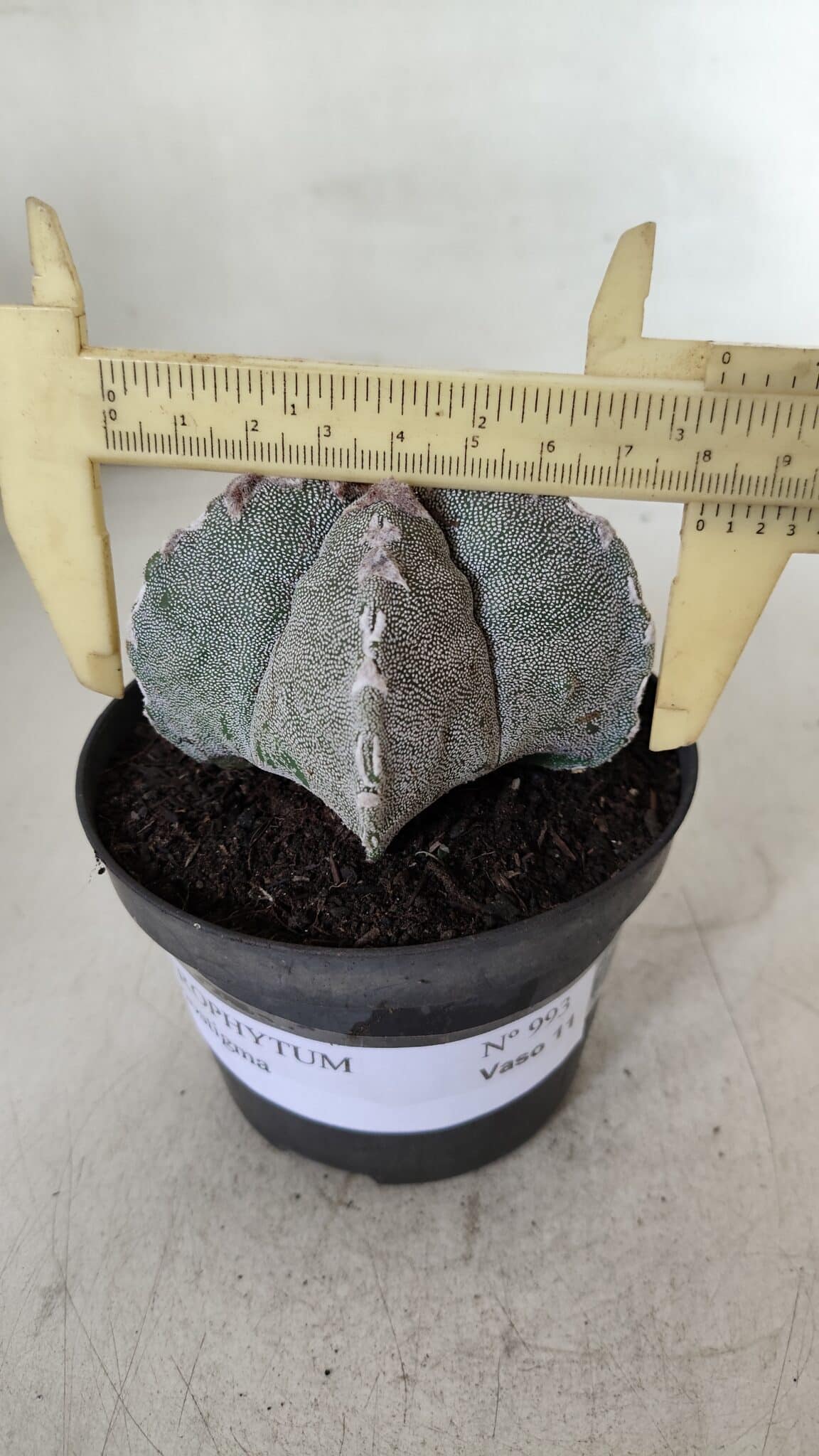 ASTROPHYTUM MYRIOSTIGMA Nº 993 – vaso 11