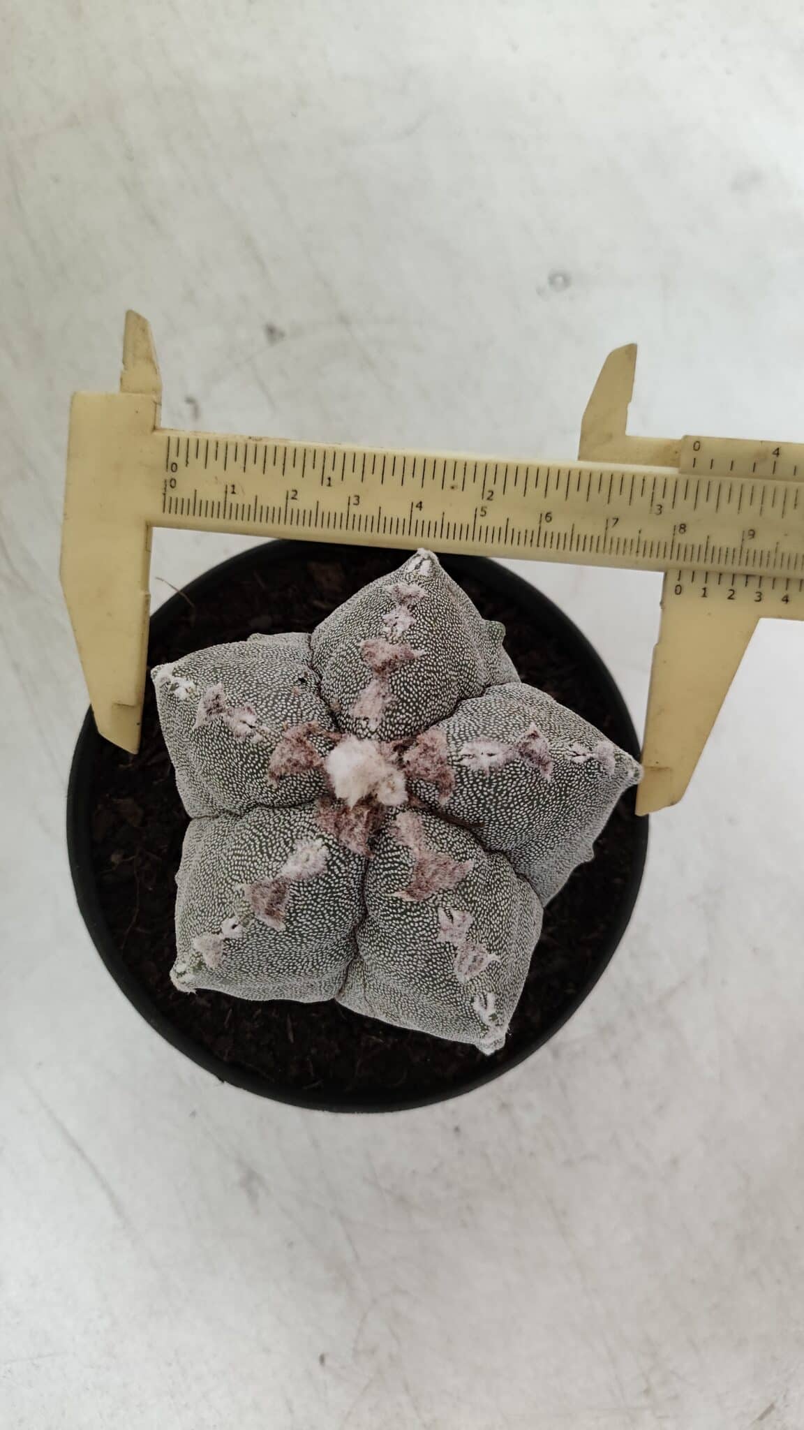 ASTROPHYTUM MYRIOSTIGMA Nº 993 – vaso 11