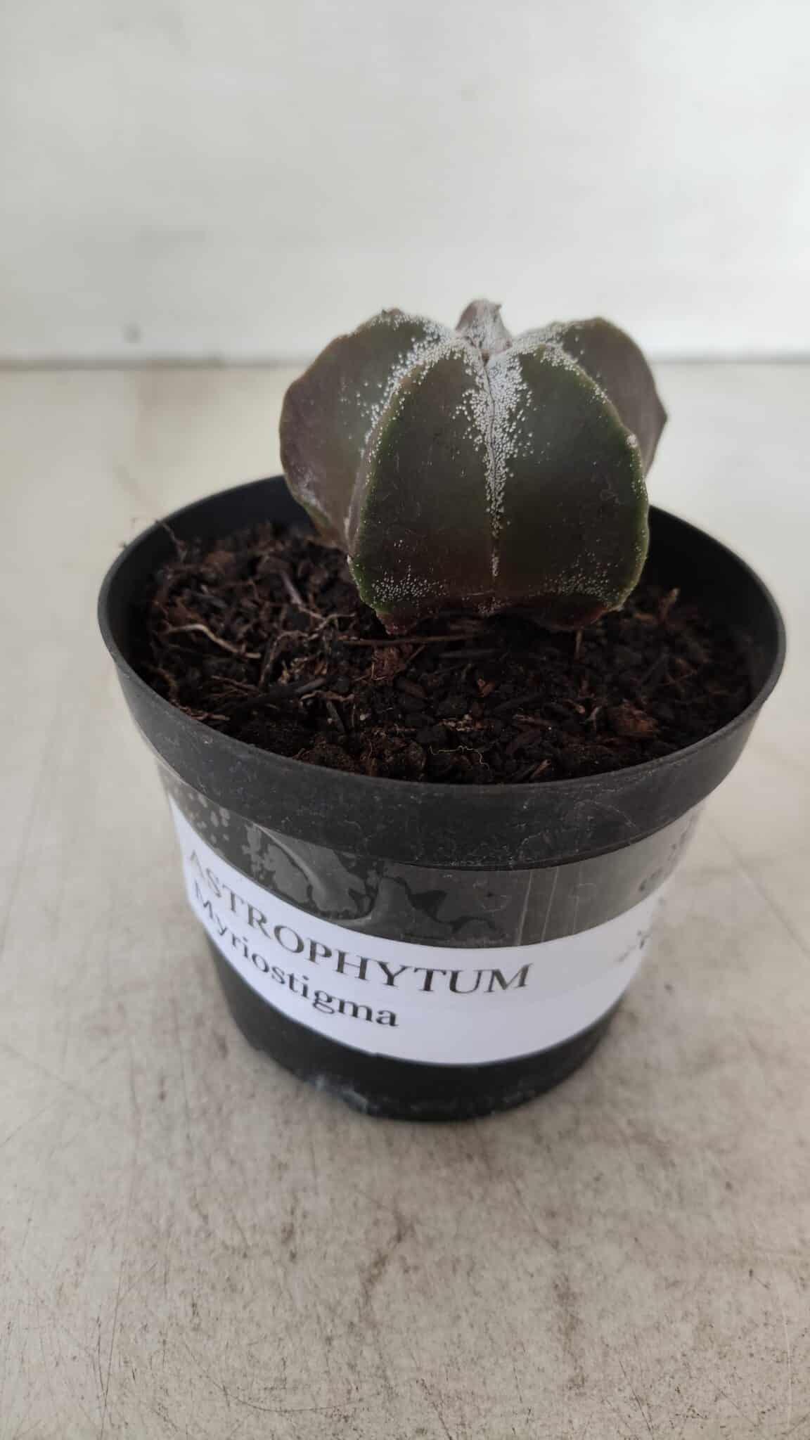 ASTROPHYTUM MYRIOSTIGMA Nº 996 – vaso 09