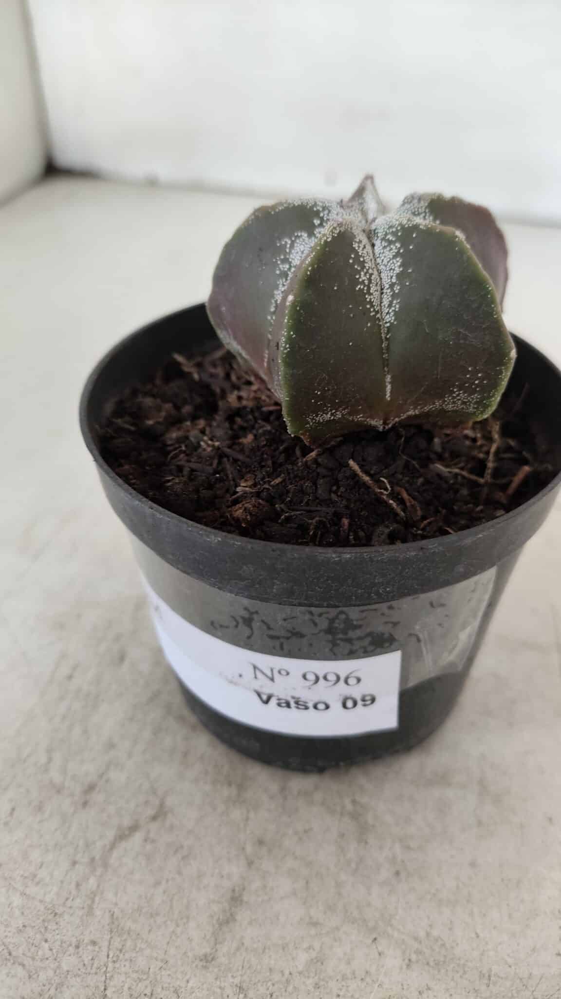 ASTROPHYTUM MYRIOSTIGMA Nº 996 – vaso 09