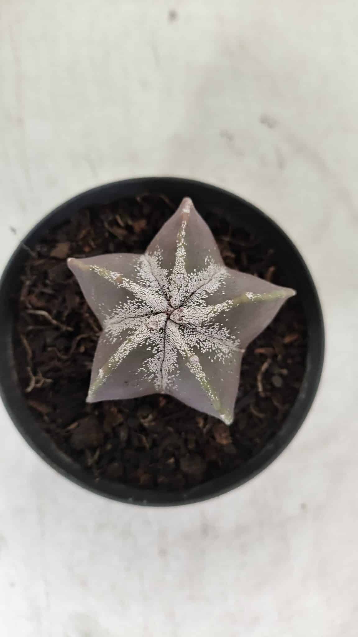 ASTROPHYTUM MYRIOSTIGMA Nº 996 – vaso 09