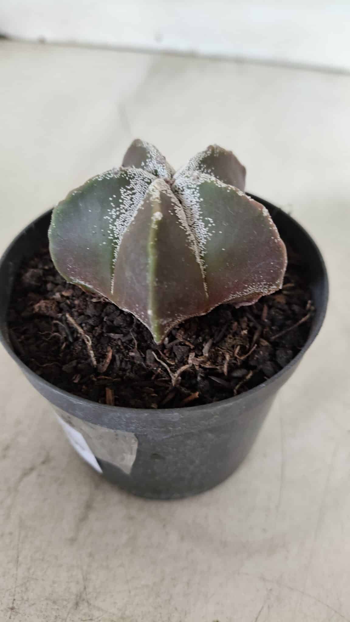 ASTROPHYTUM MYRIOSTIGMA Nº 996 – vaso 09