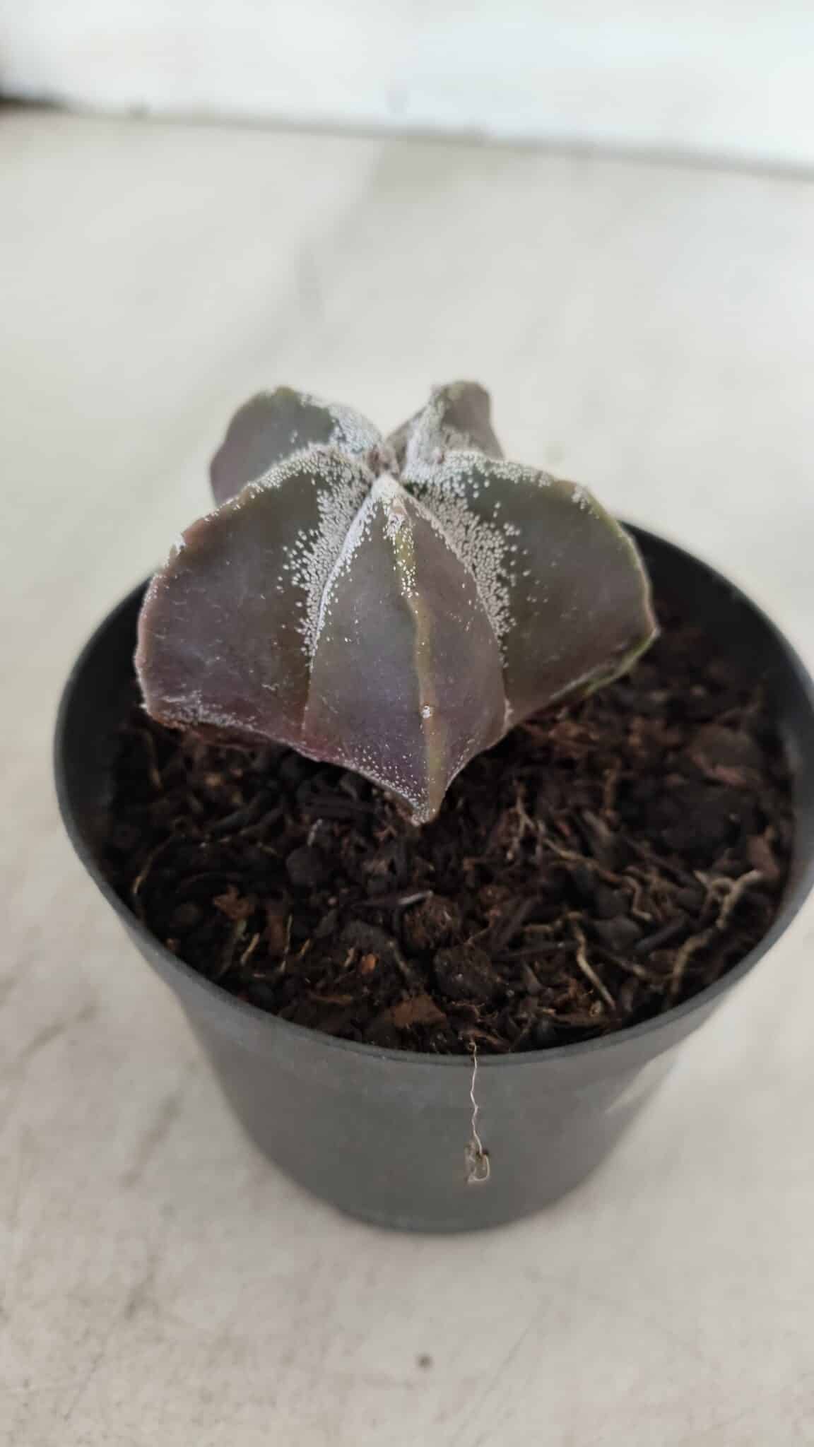 ASTROPHYTUM MYRIOSTIGMA Nº 996 – vaso 09