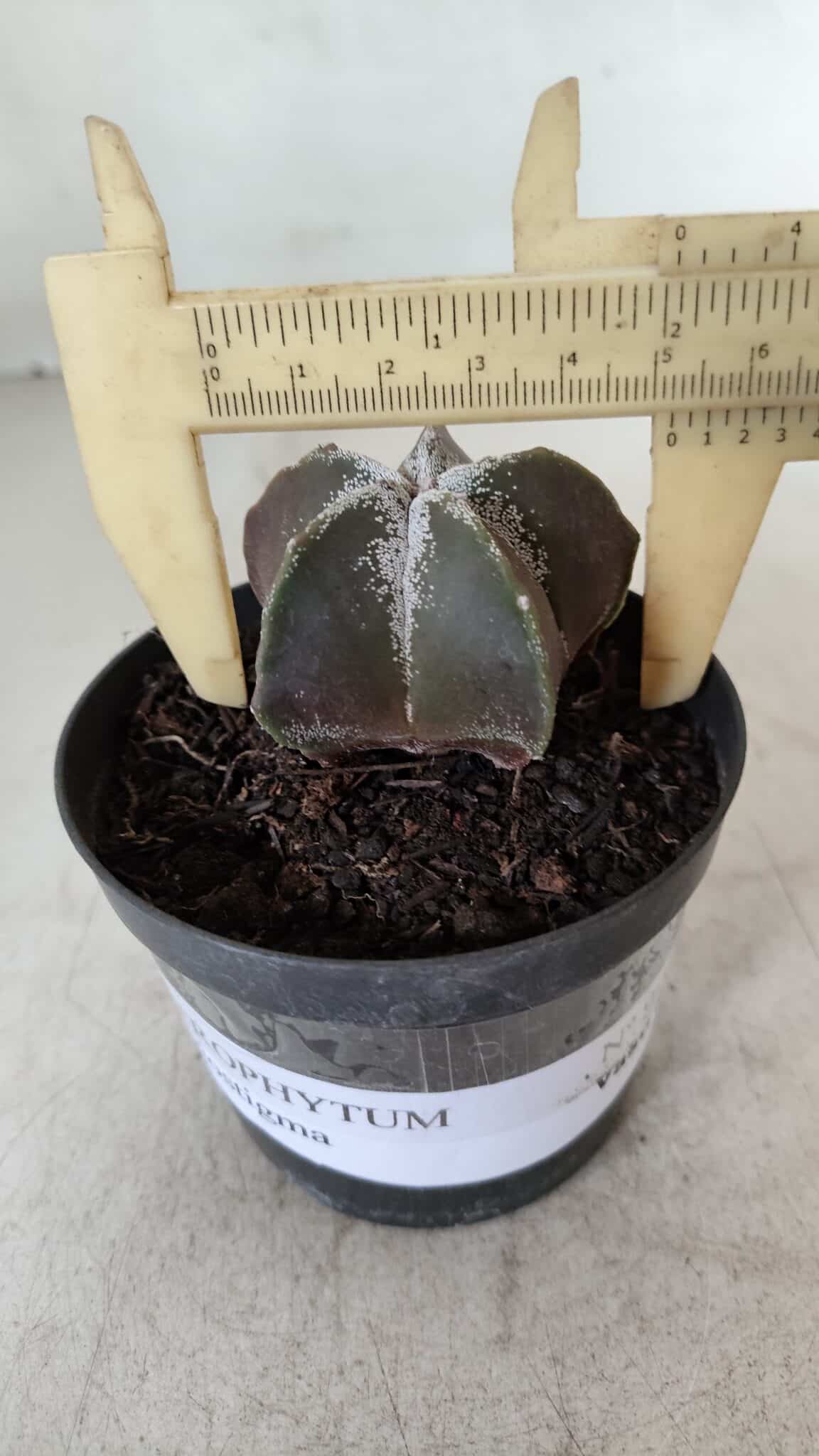 ASTROPHYTUM MYRIOSTIGMA Nº 996 – vaso 09