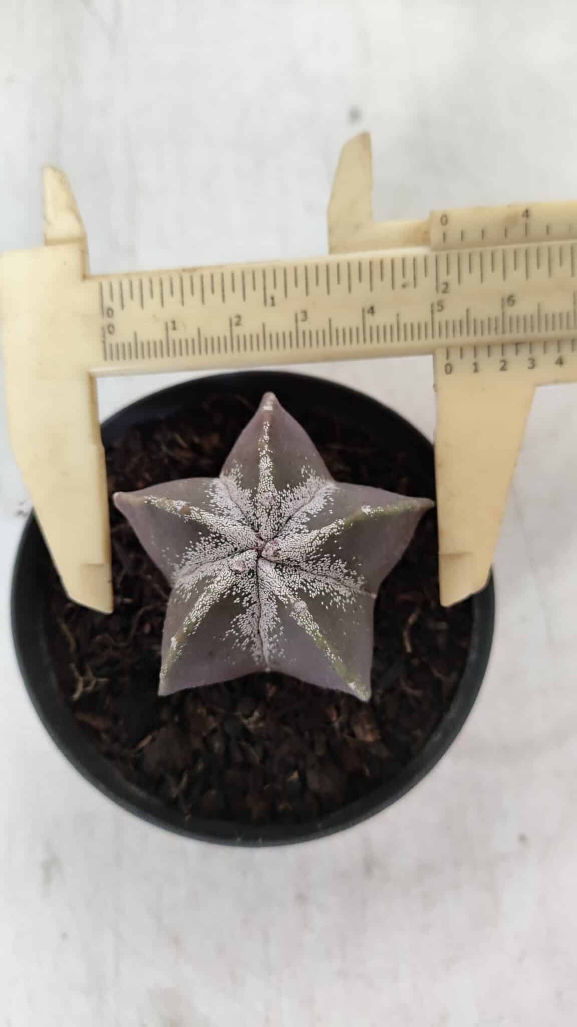 ASTROPHYTUM MYRIOSTIGMA Nº 996 – vaso 09