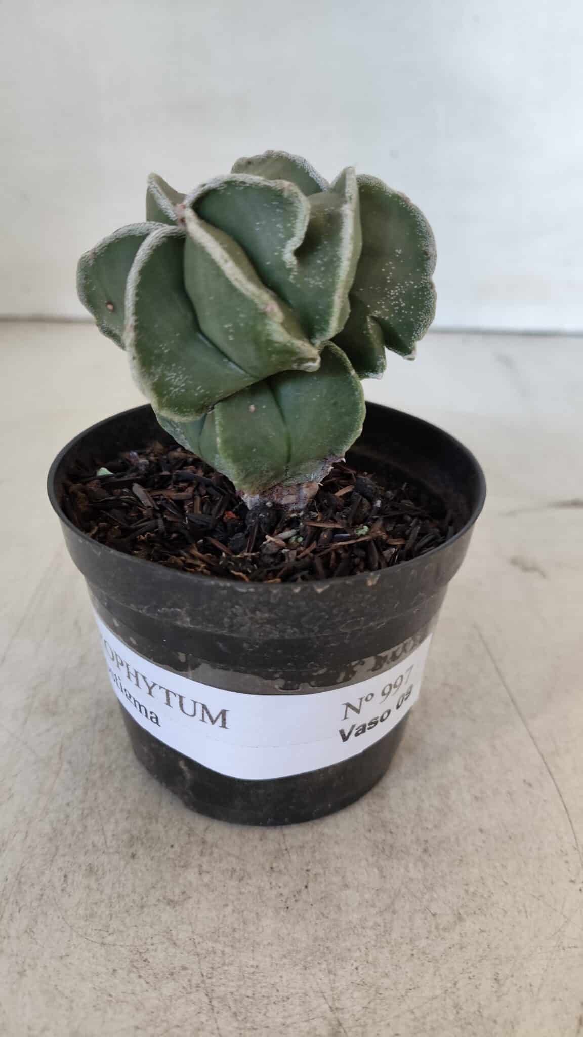 ASTROPHYTUM MYRIOSTIGMA Nº 997 – vaso 09